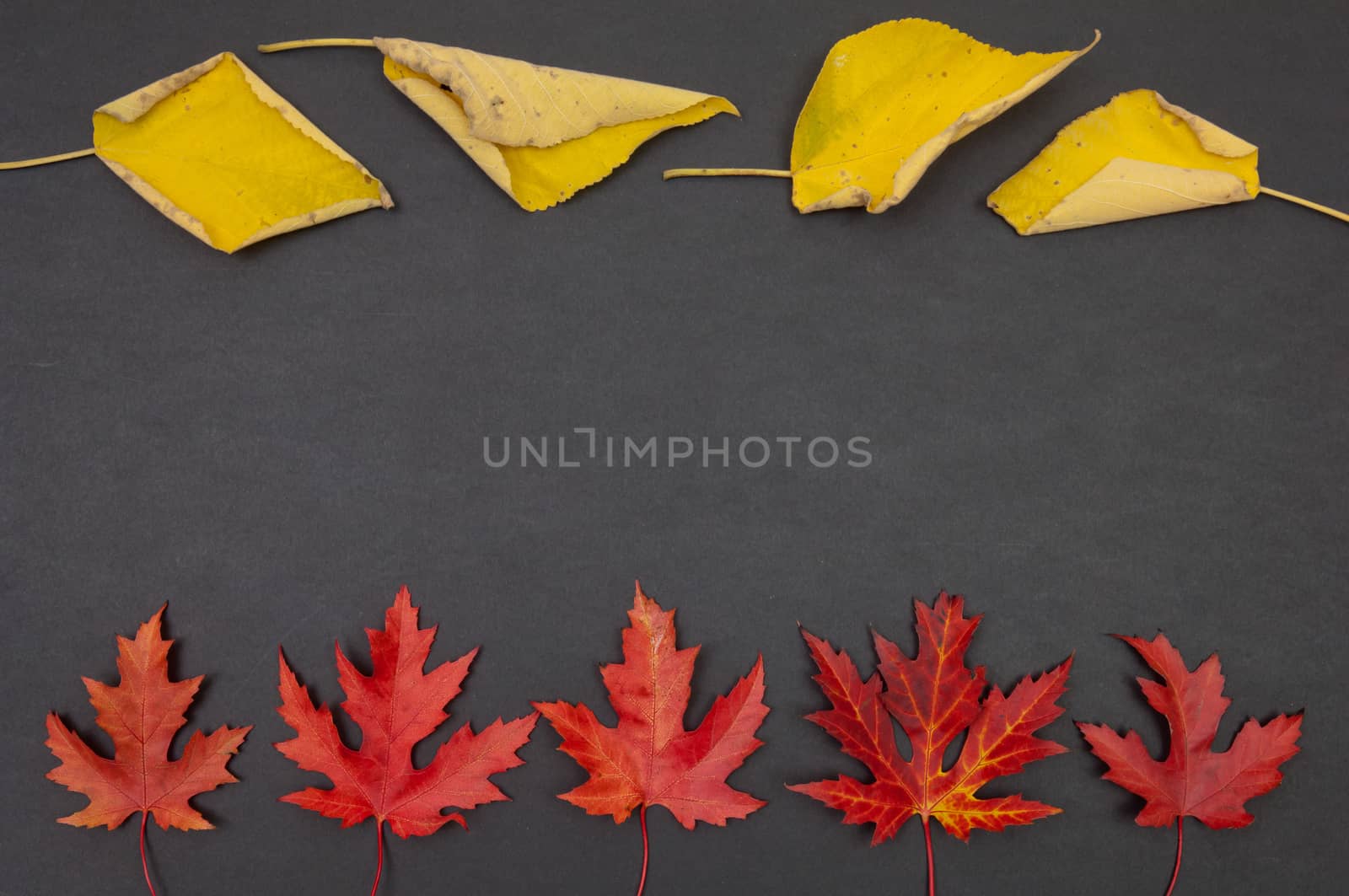 Autumn colorful fallen leaves in rows on dark grey background with copy space