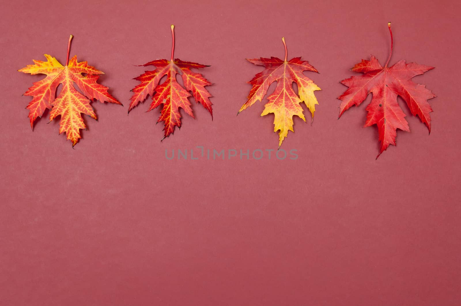 Autumn colorful fallen maple leaves in a row on claret background with copy space