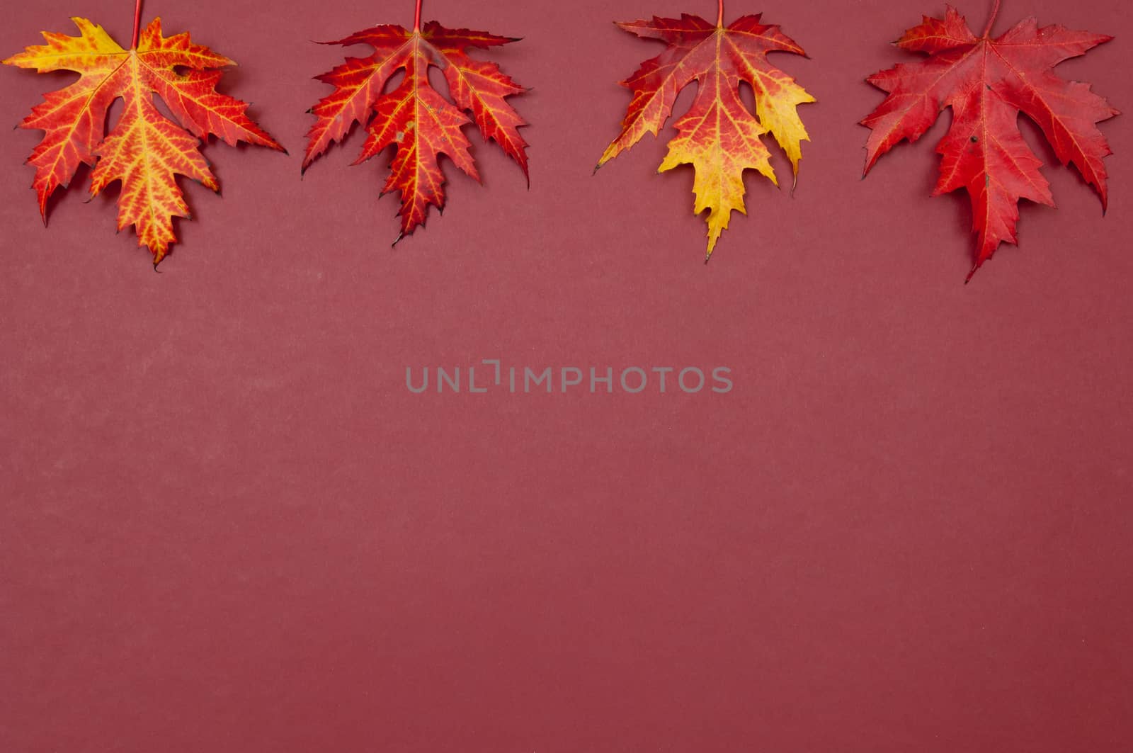 Autumn colorful fallen maple leaves in a row on claret background with copy space