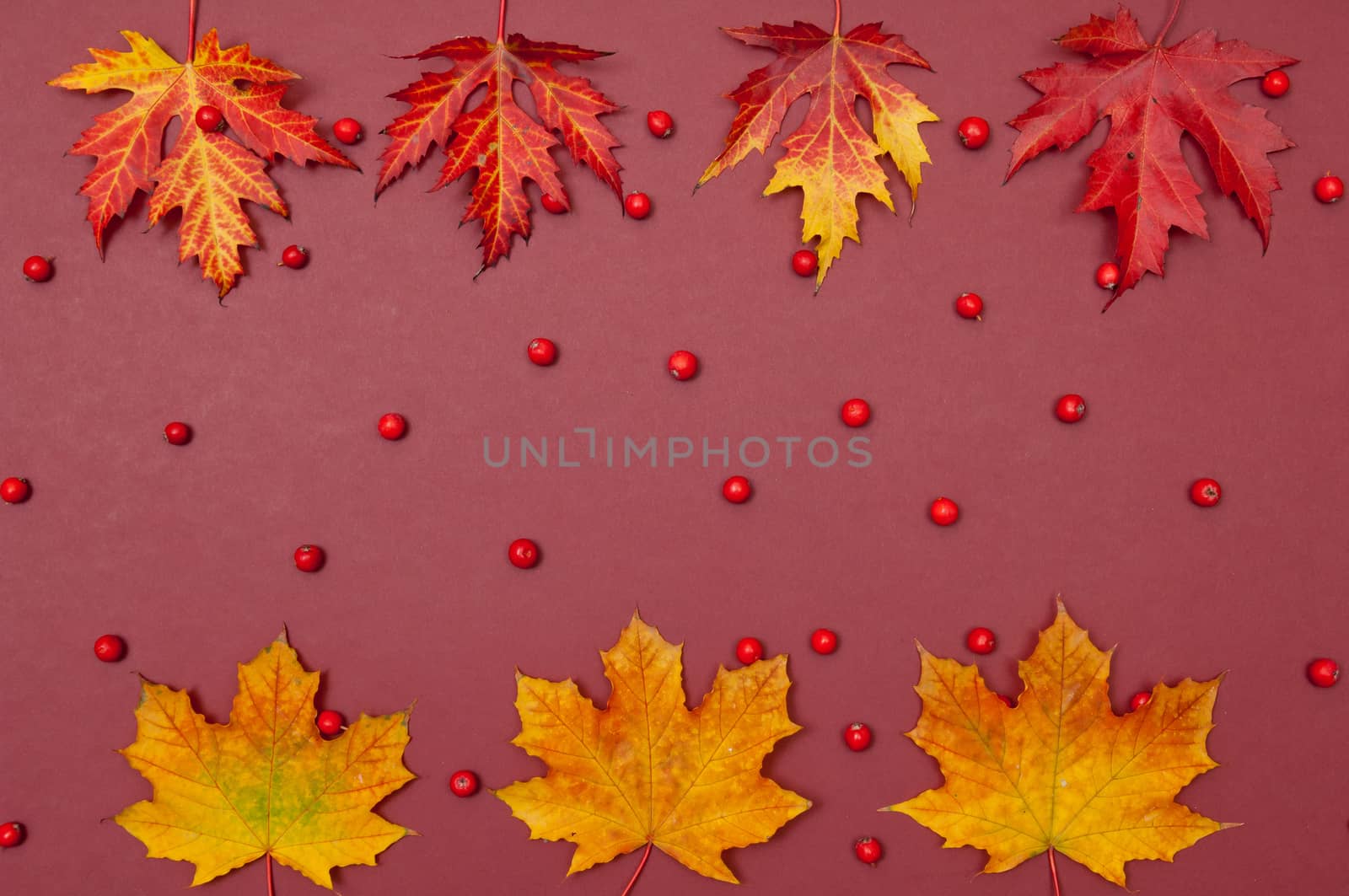 Autumn colorful fallen maple leaves in a row and berries on claret background with copy space
