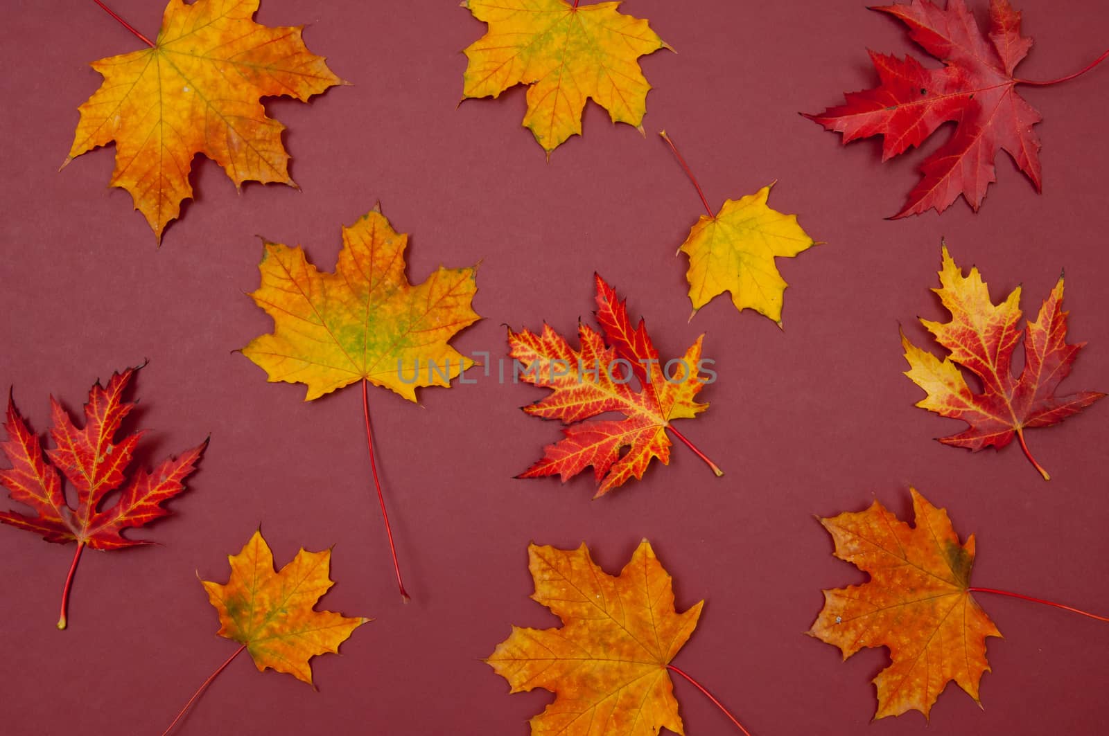 Pattern of autumn colorful fallen maple leaves on claret background