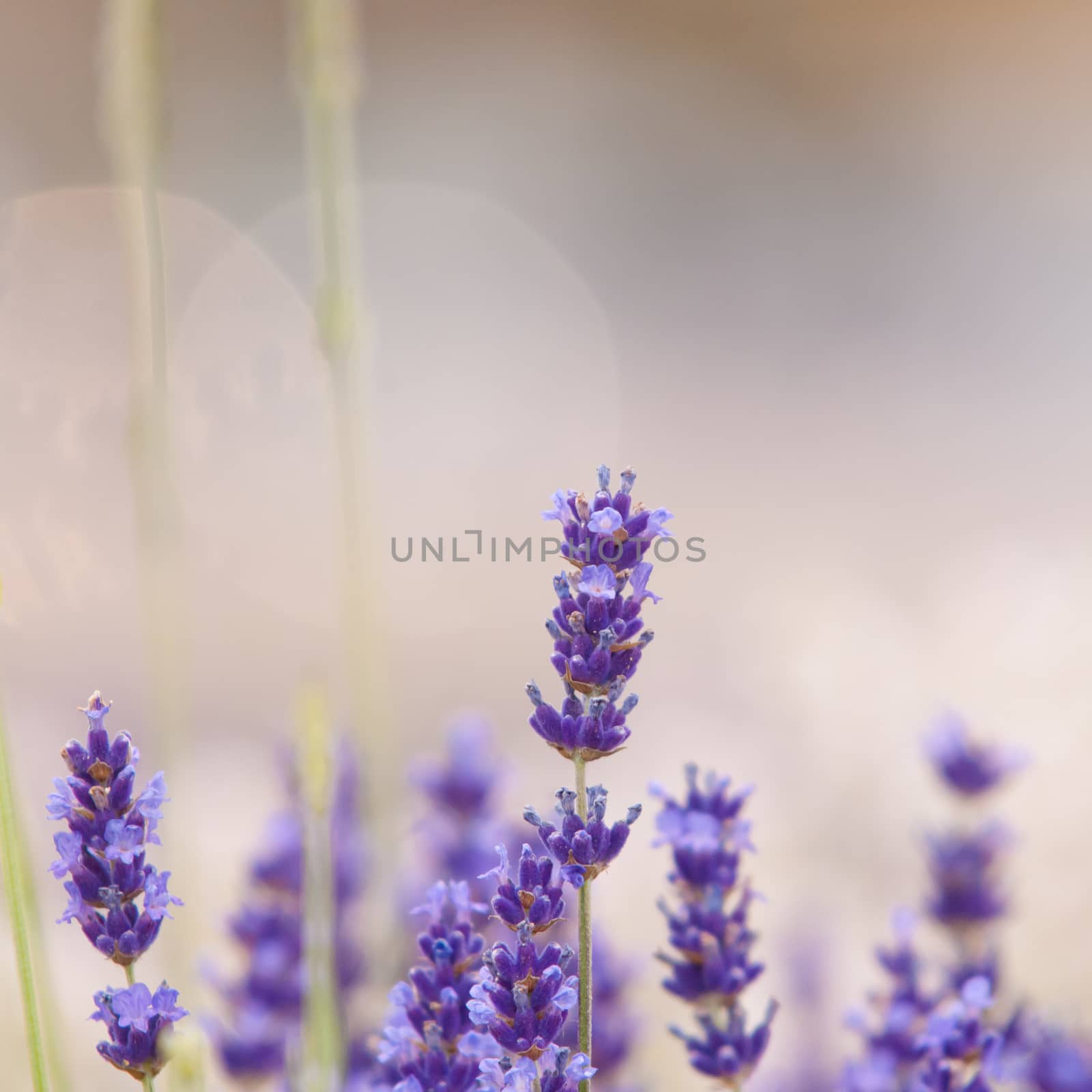 Lavender flower Natural look of Lavender flowers Lavandula by horizonphoto