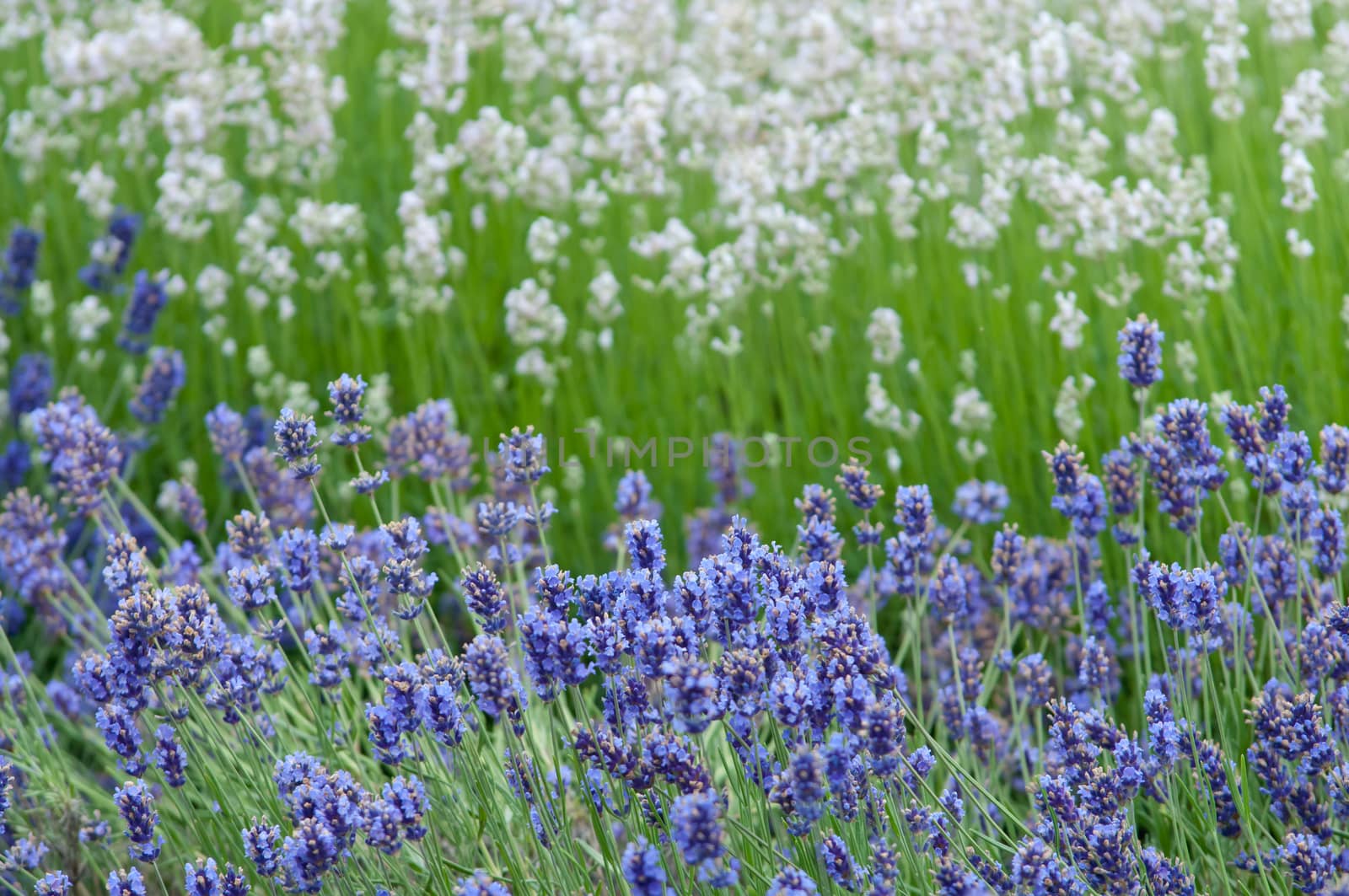 Lavender flower Natural look of Lavender flowers Lavandula by horizonphoto