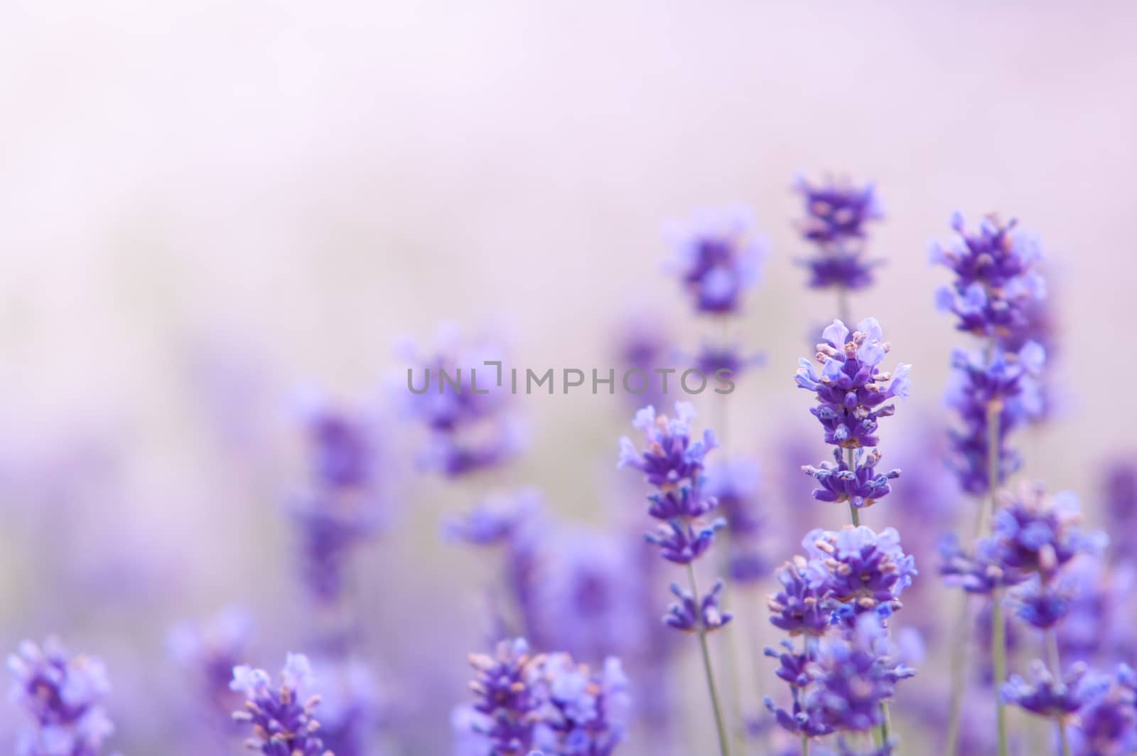 Lavender flower Natural look of Lavender flowers Lavandula by horizonphoto