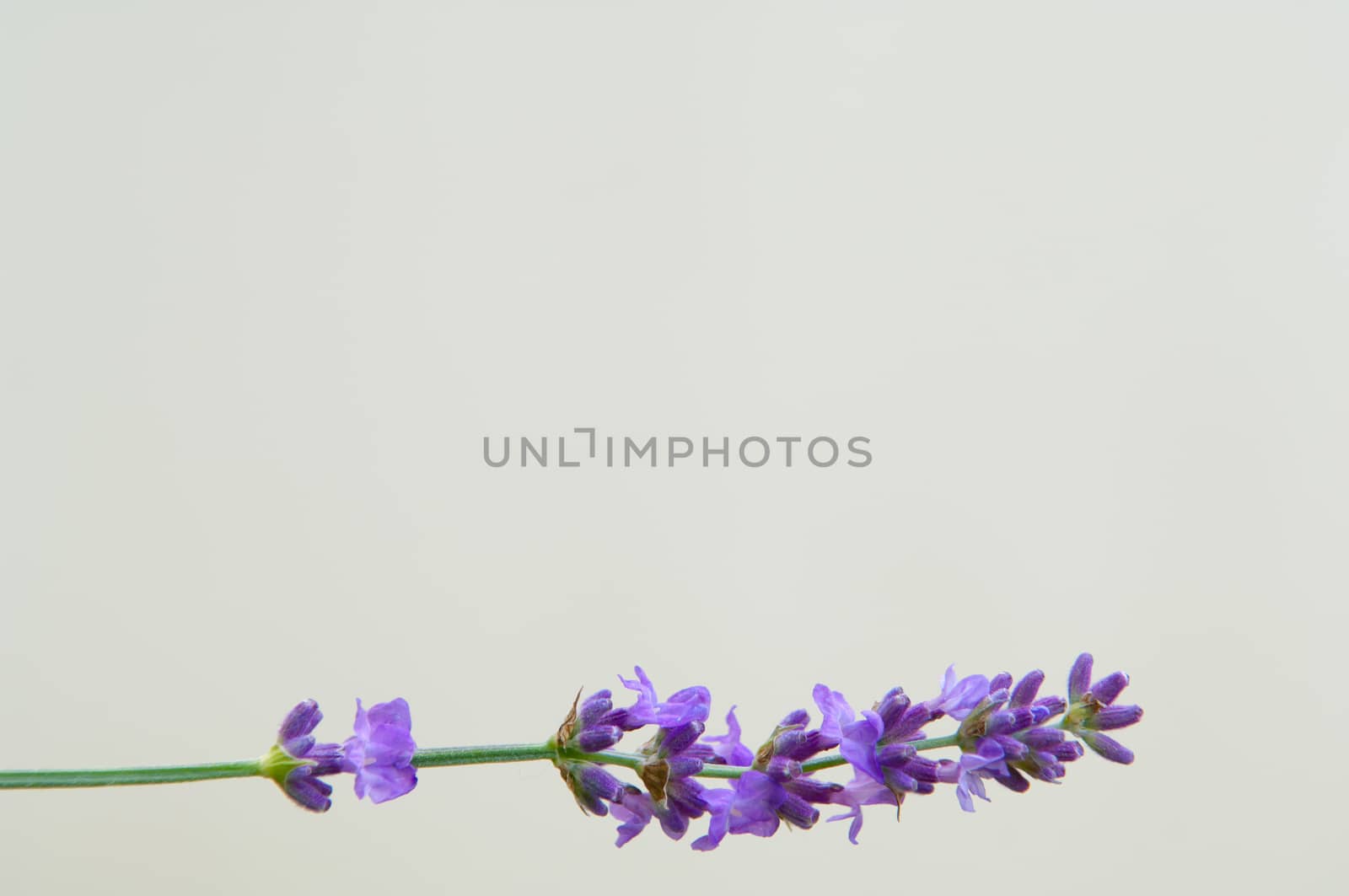 Lavender flower Natural look of Lavender flowers Lavandula by horizonphoto