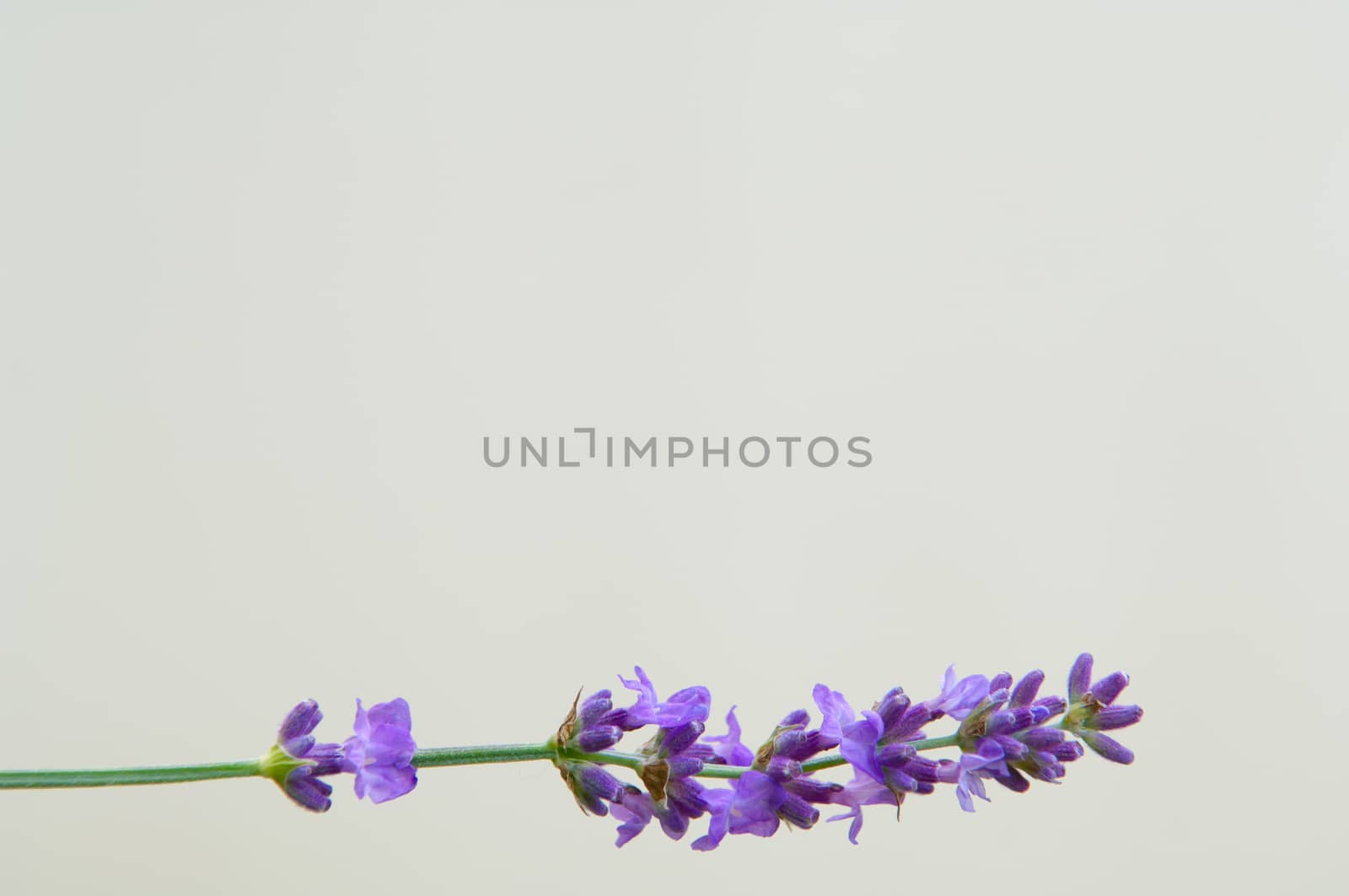 Lavender flower, violet Lavender flowers in nature with copy space, Lavandula