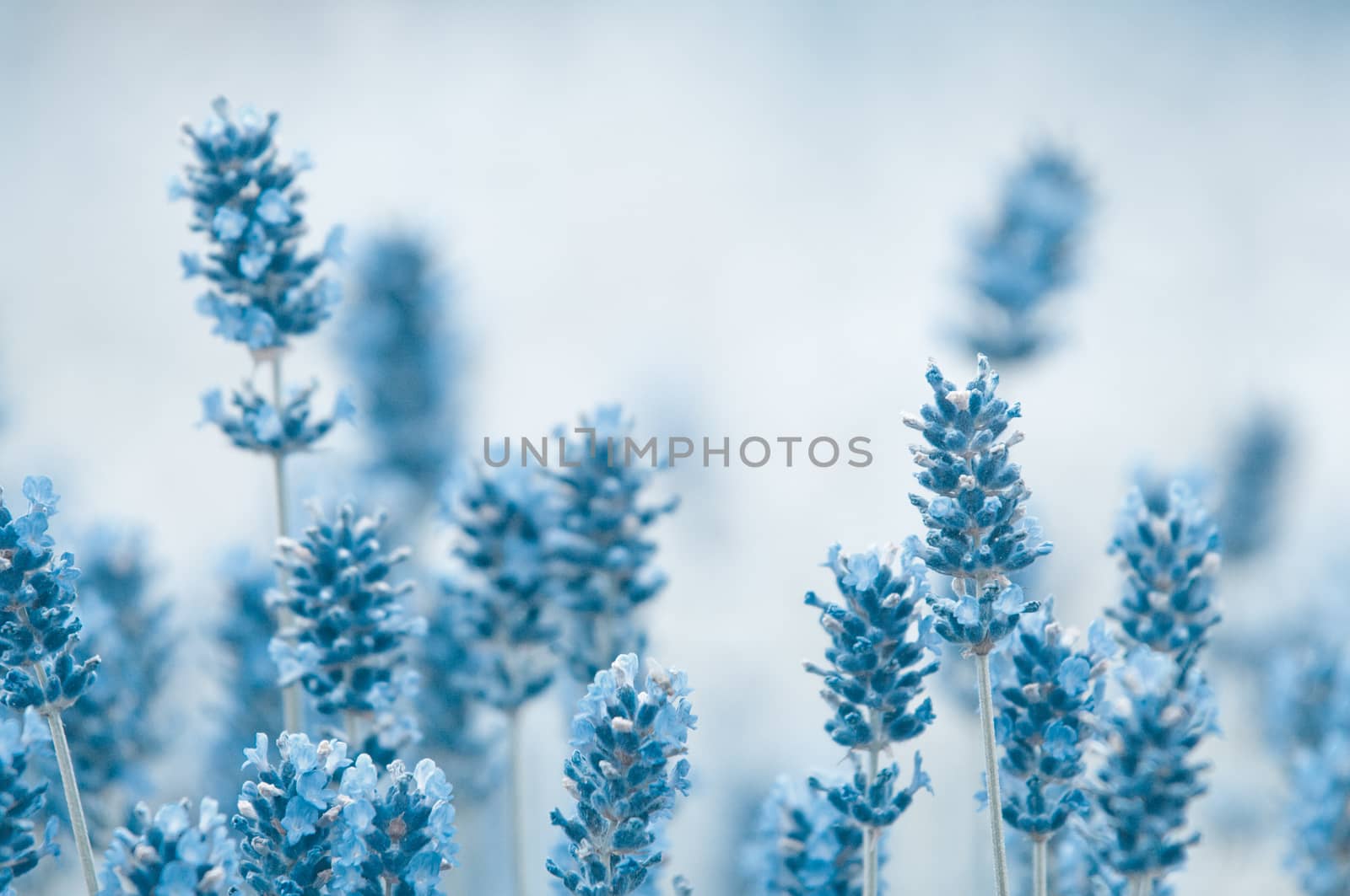 Lavender flower, violet Lavender flowers in nature with copy space, Lavandula