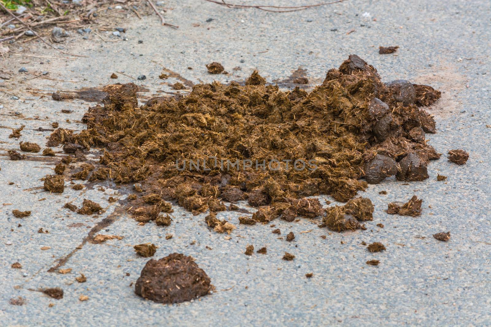 Horse Feces by JFsPic