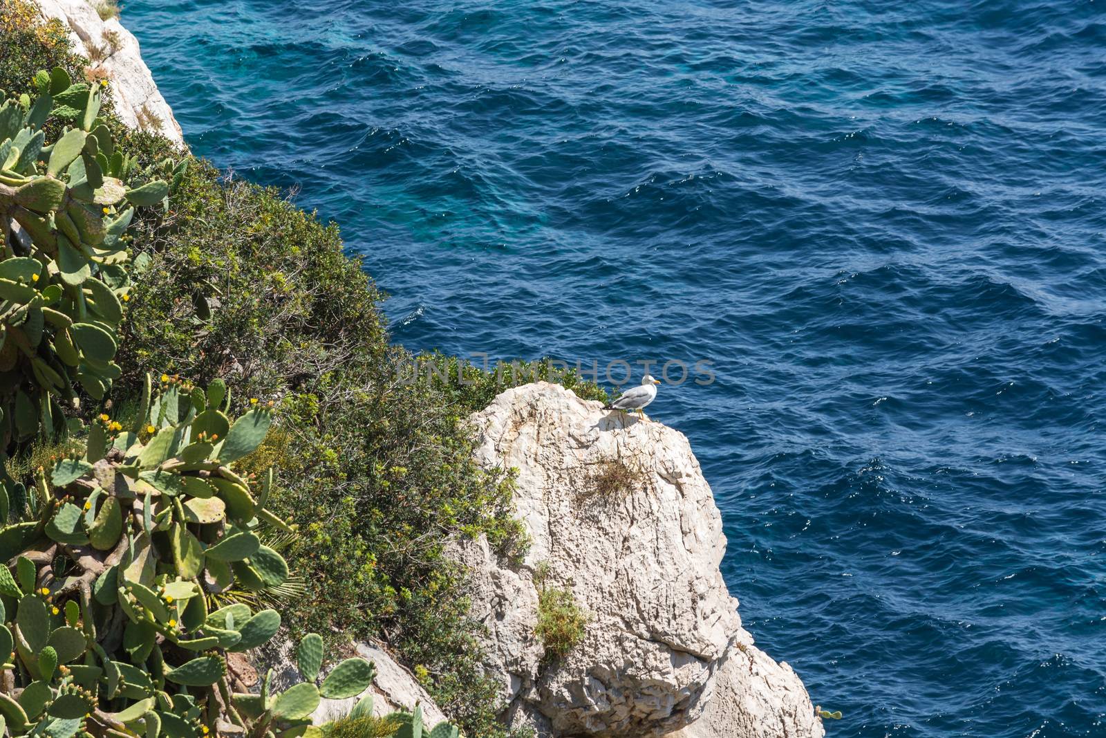 Seagull on rocks in the background the sea on the steep west coast of Mallorca.