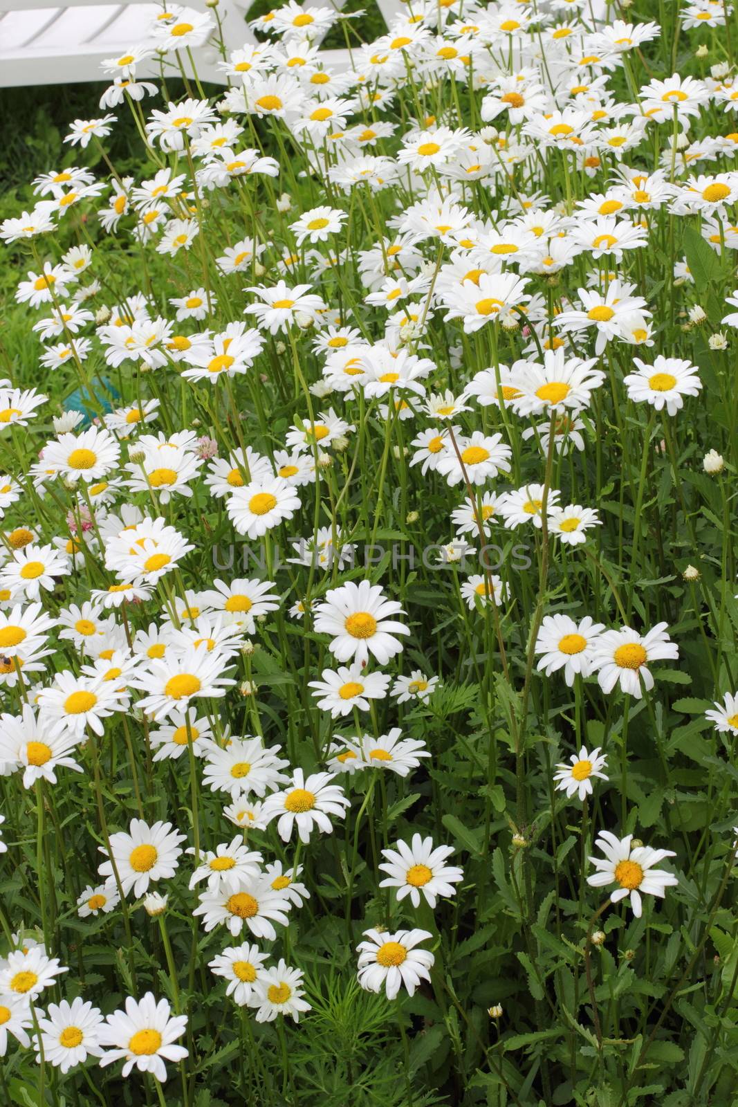 Many daisies in the garden Background of flowers