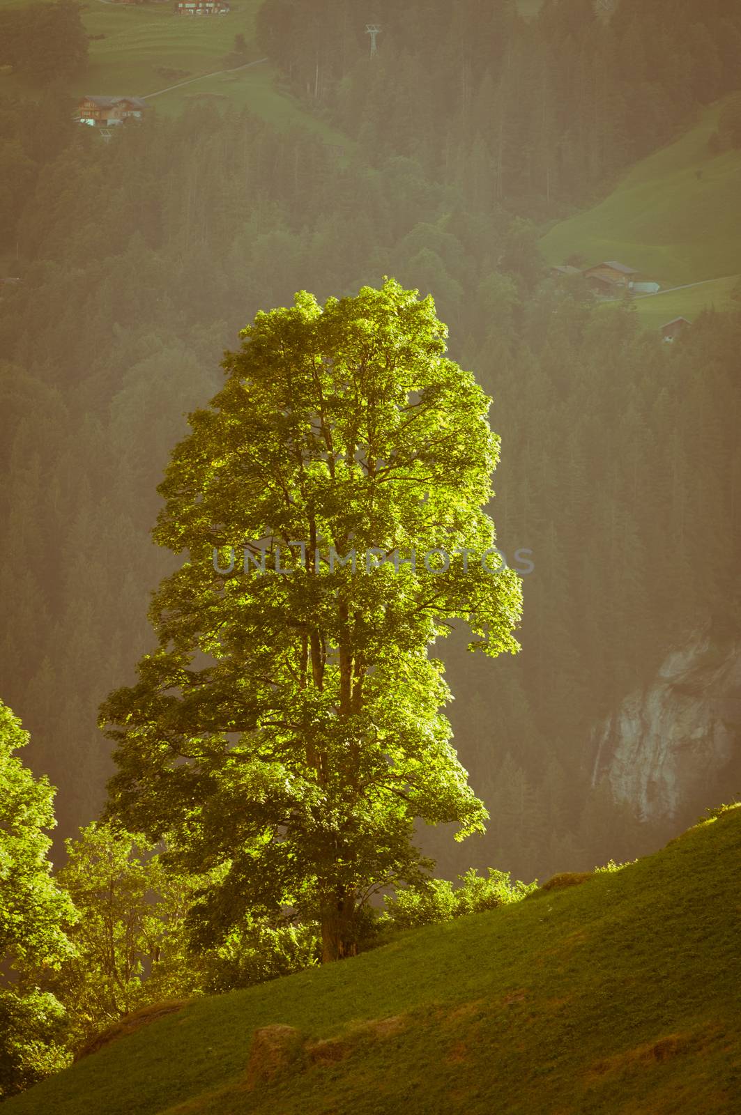 The Alps in Switzerland, high peaks steep valleys, Swiss Alps in Berner Oberland