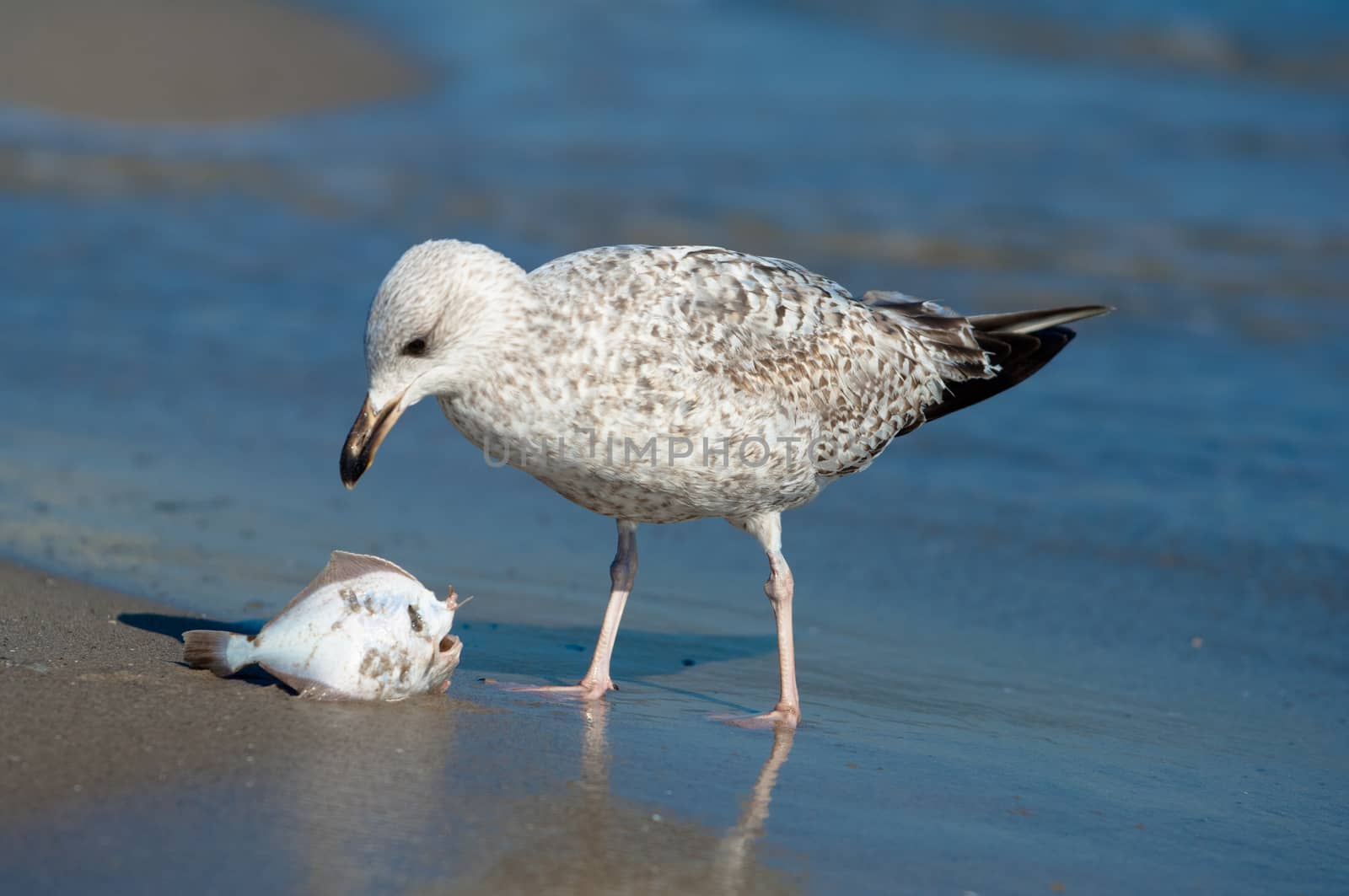 Seagull caught a fish on a sandy beach and eats it