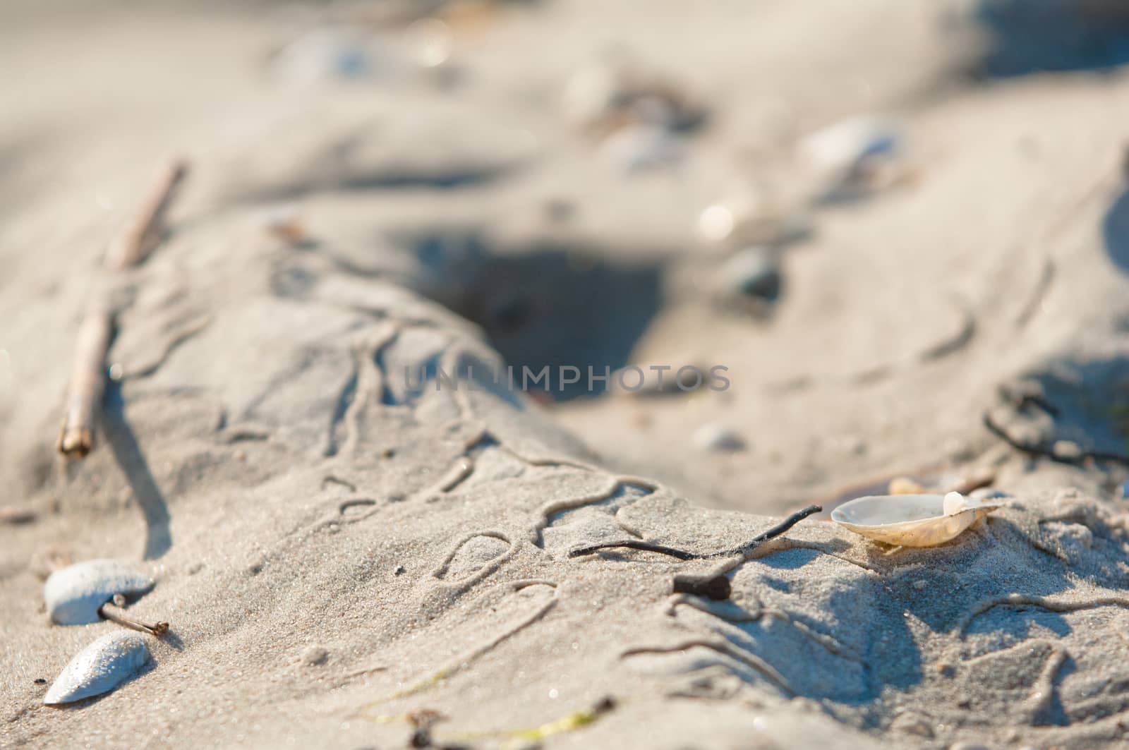 See shells and sand as background, summer beach by horizonphoto