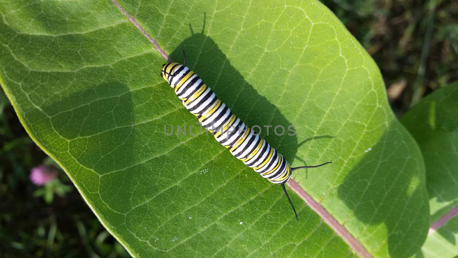 Closeup of a Monarch Caterpillar on Milkweed leaf.  Sunny and casts a shadow