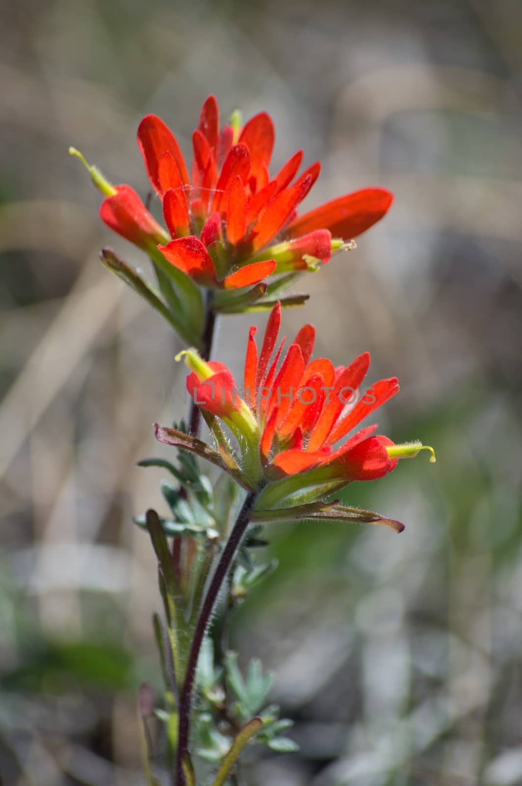 The bright red color of these two wild flowers are vivid against the grey green early spring background
