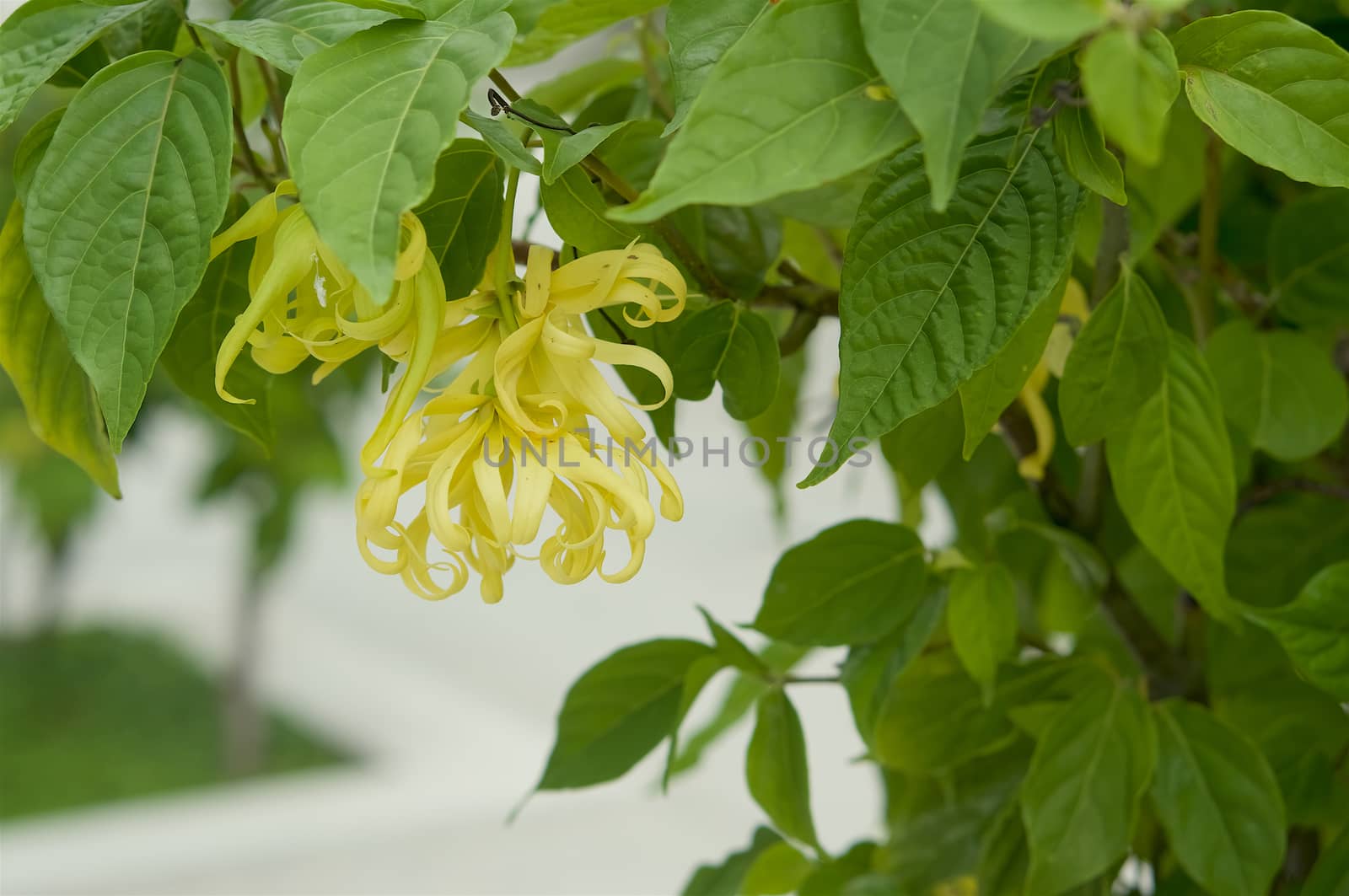 Ylang-Ylang flower on tree by ninun