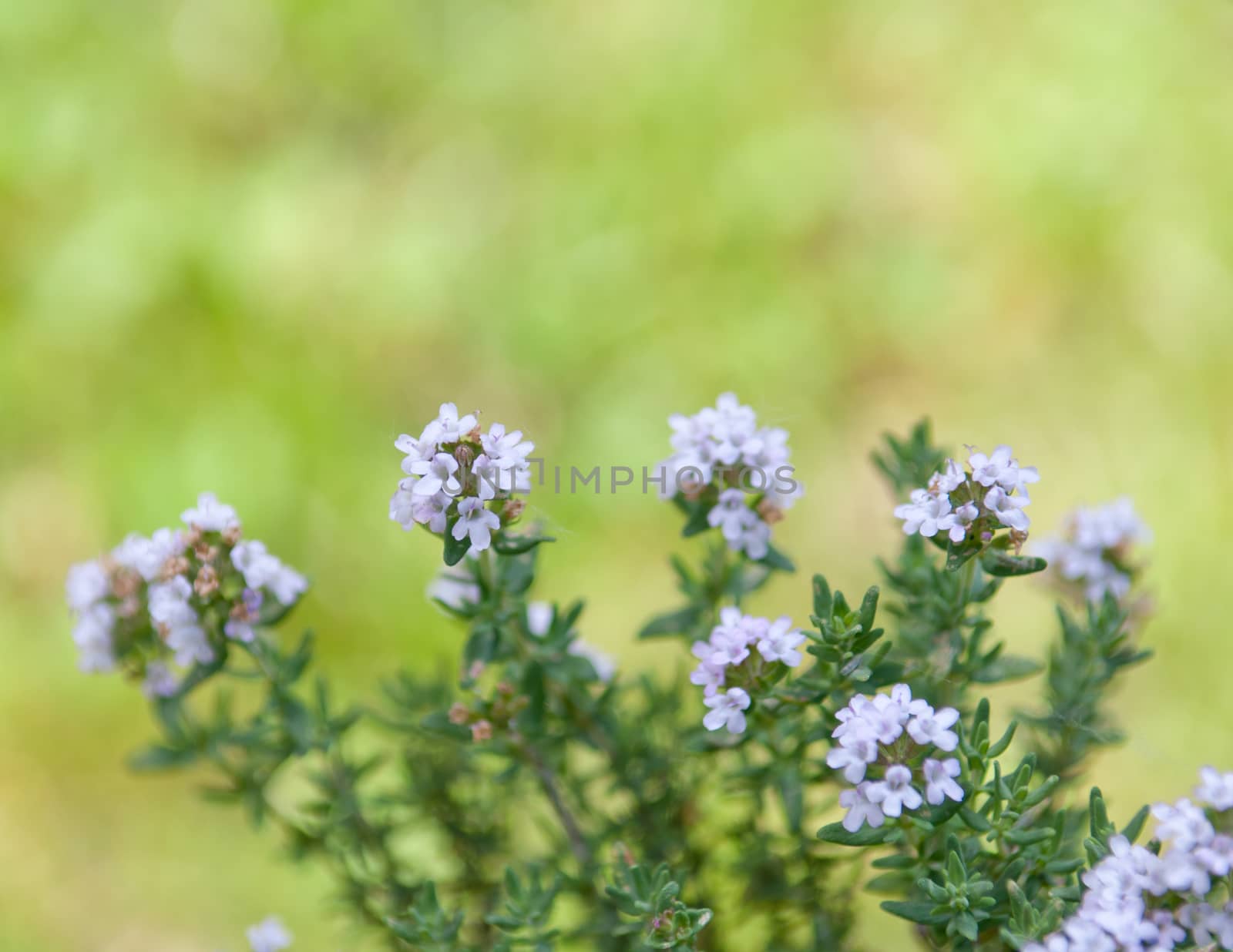 Flowering thyme plant with green background outdoor copy space horizontal