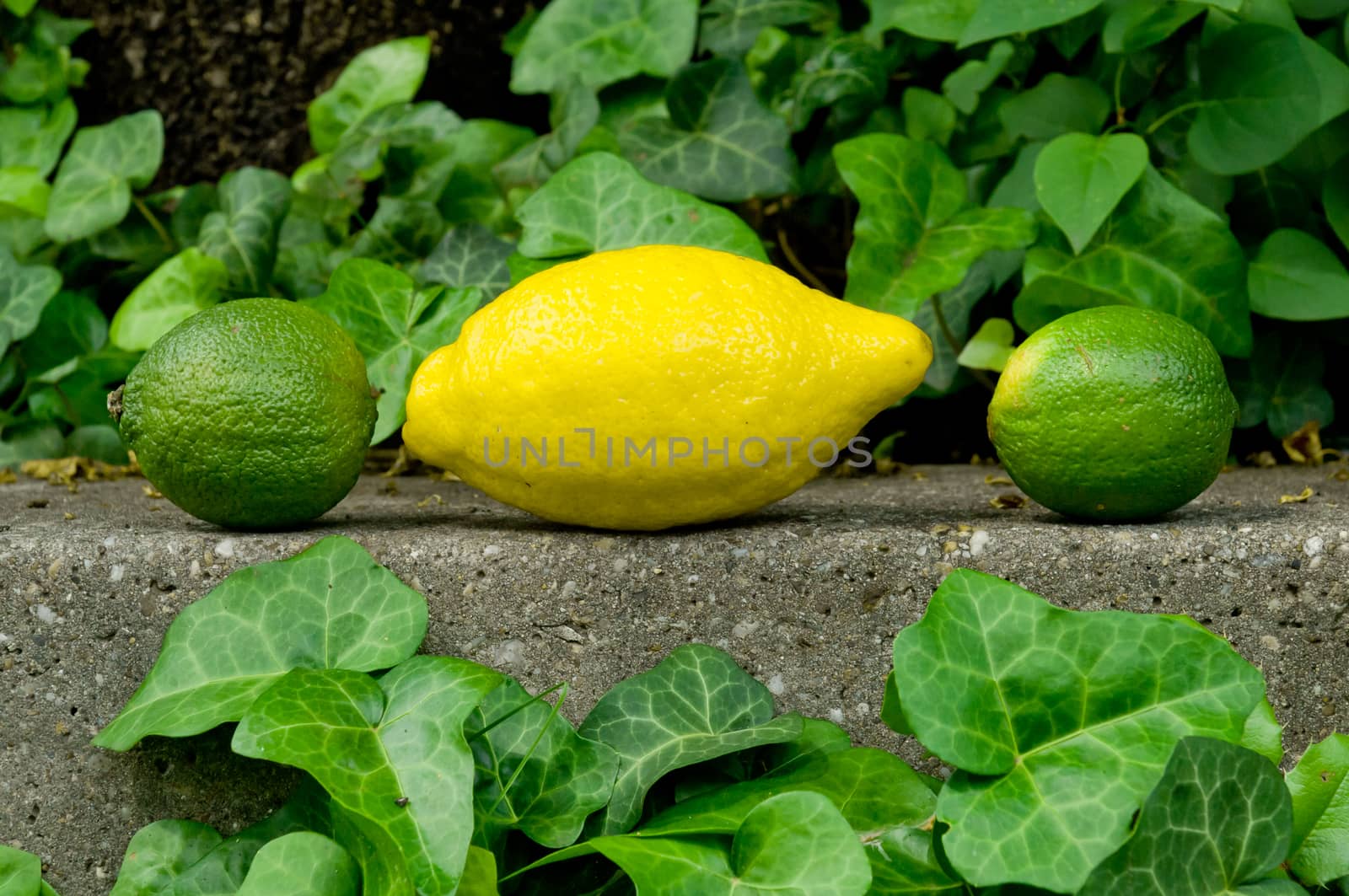 Raw textured grey stone Background backdrop with lemon and lime and copy space outdoor