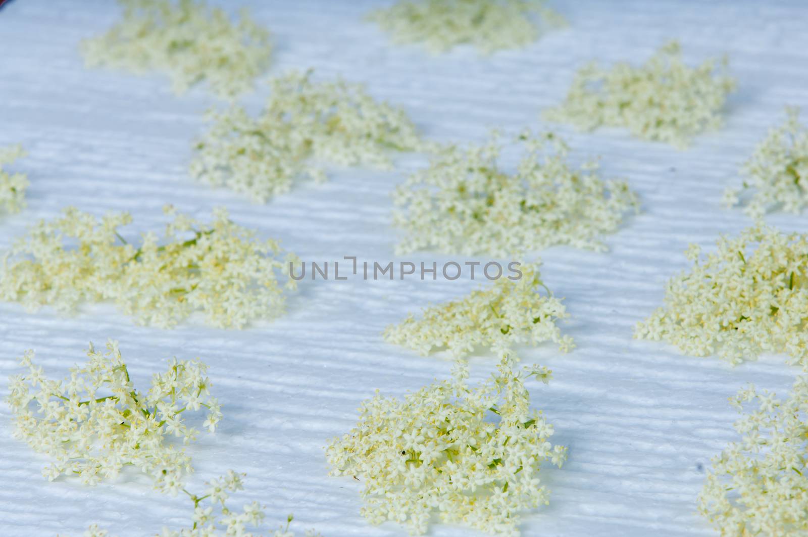 flowers elderberry Sambucus nigra and elderberry flower drink fresh raw