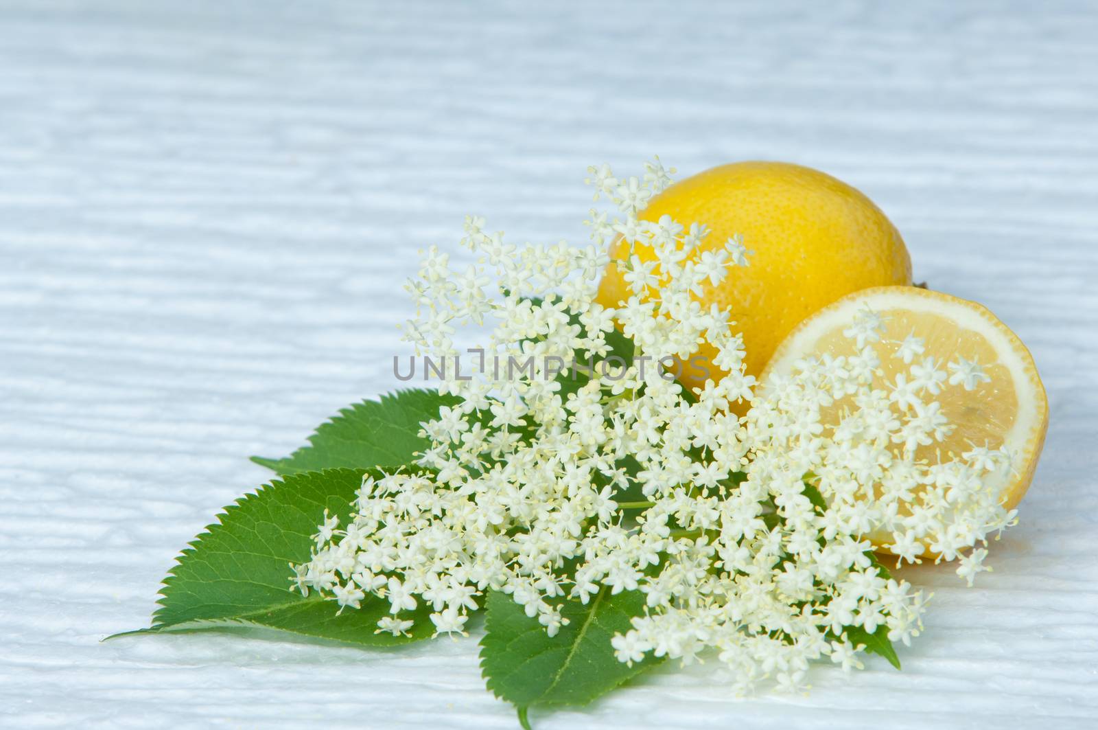 flowers elderberry Sambucus nigra and elderberry flower drink fresh raw