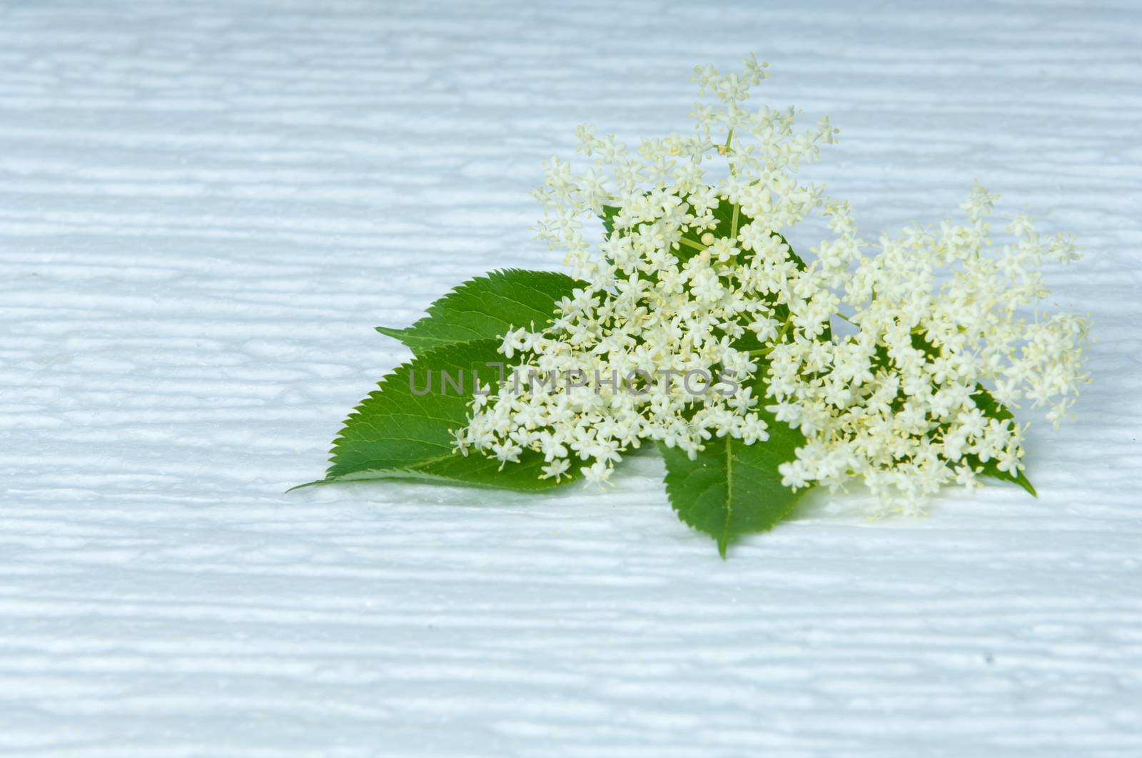 flowers elderberry Sambucus nigra and elderberry flower drink fresh raw