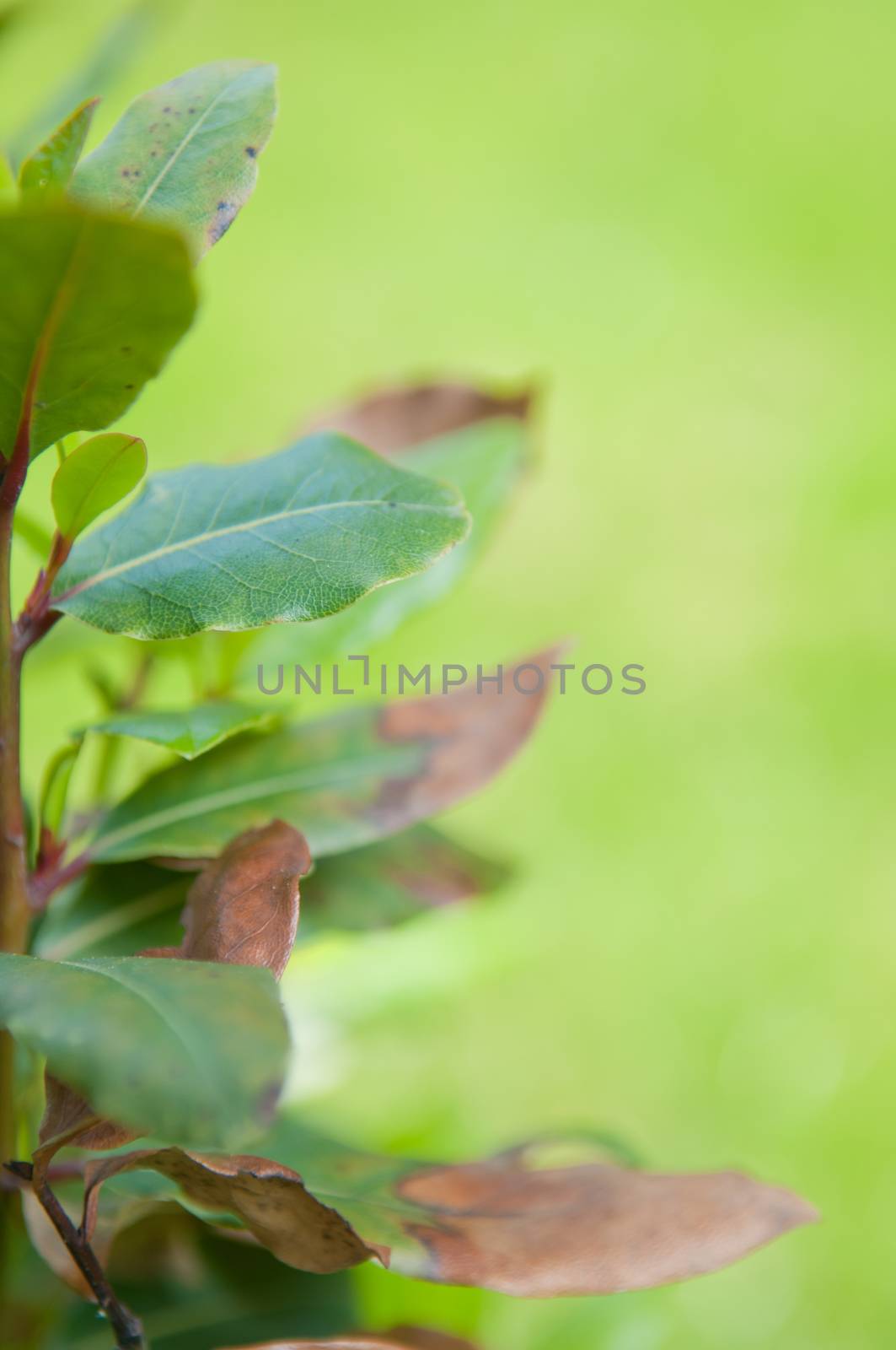 Bay tree Laurus nobilis with blurred green background, shallow depth of field