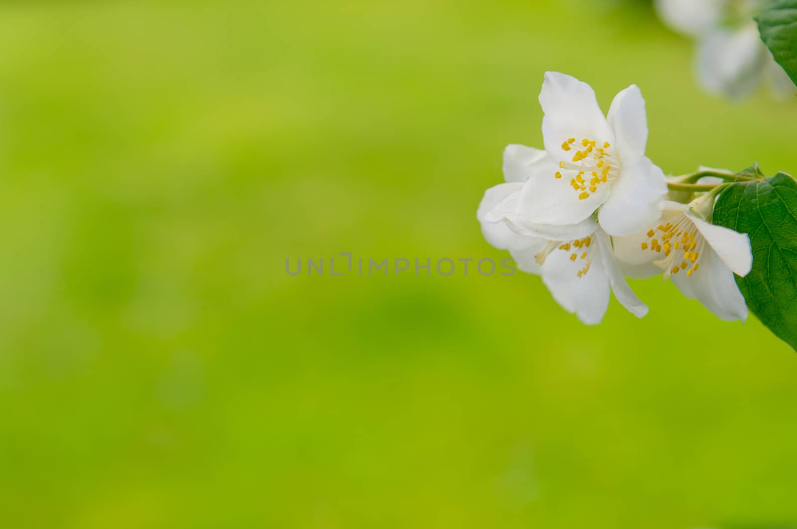 Branch of a mock orange Philadelphus coronarius bush with blurred background, natural look