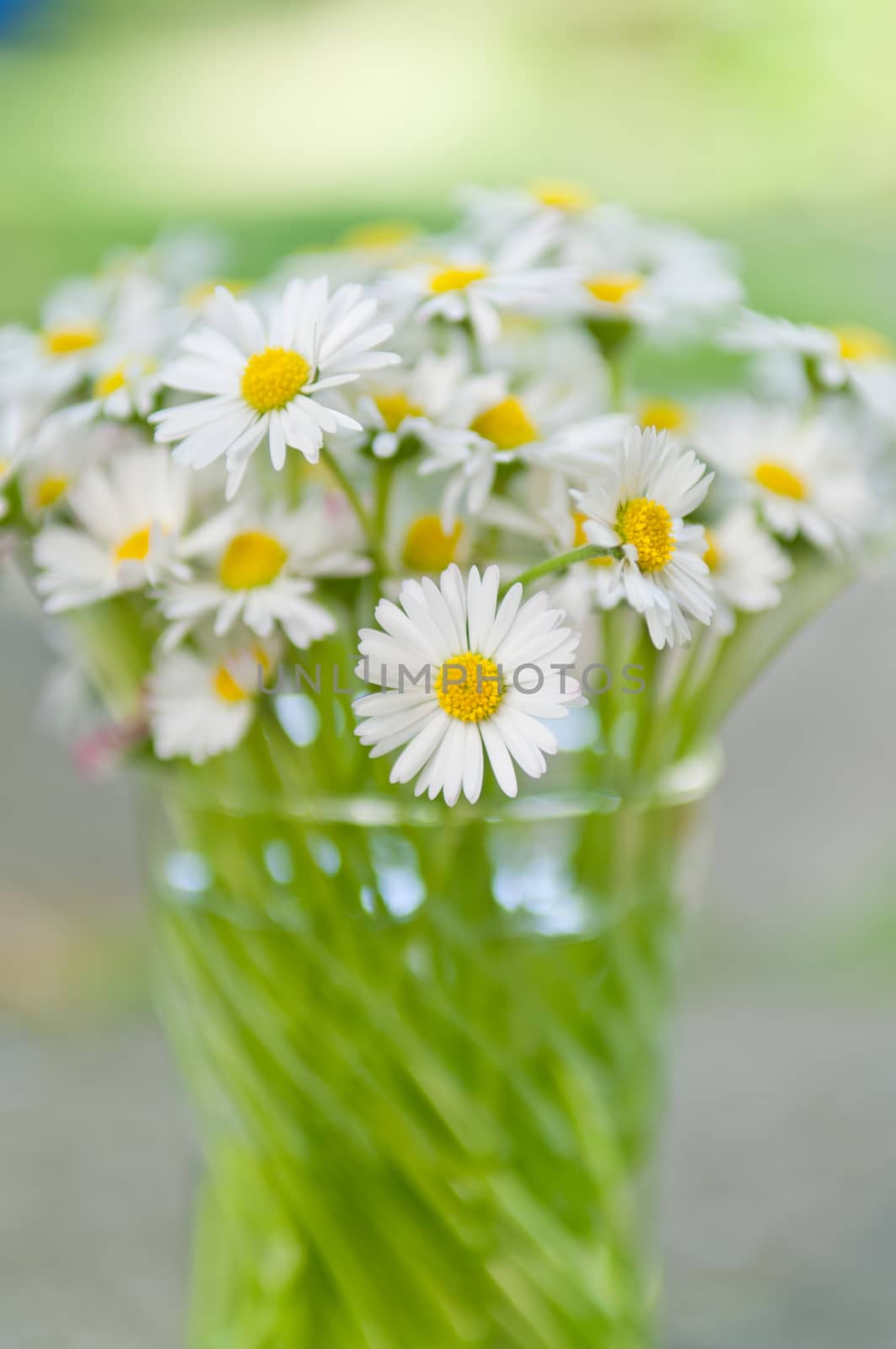 White daisy flowers in a glass blurred backgroung Aster daisy composite flower Asteraceae  Compositae