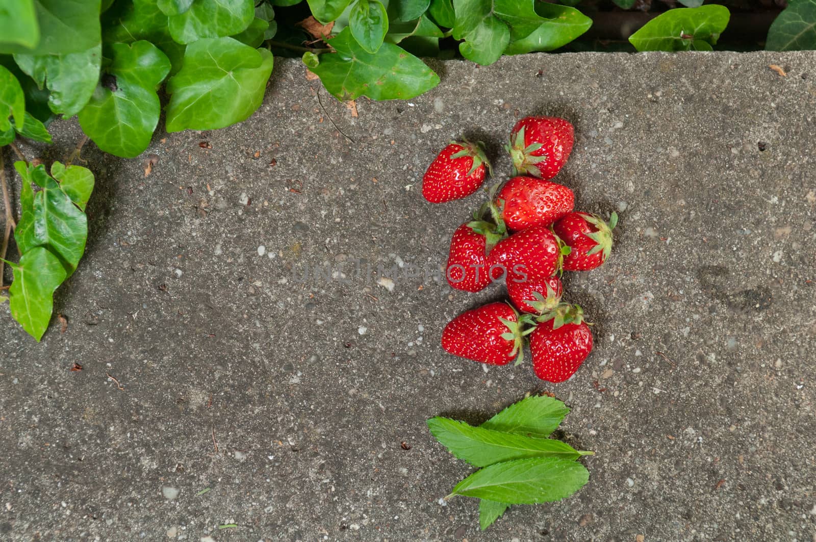 Delicious ripe strawberry  on grey stone flat lay Healthy fruit eating Top view