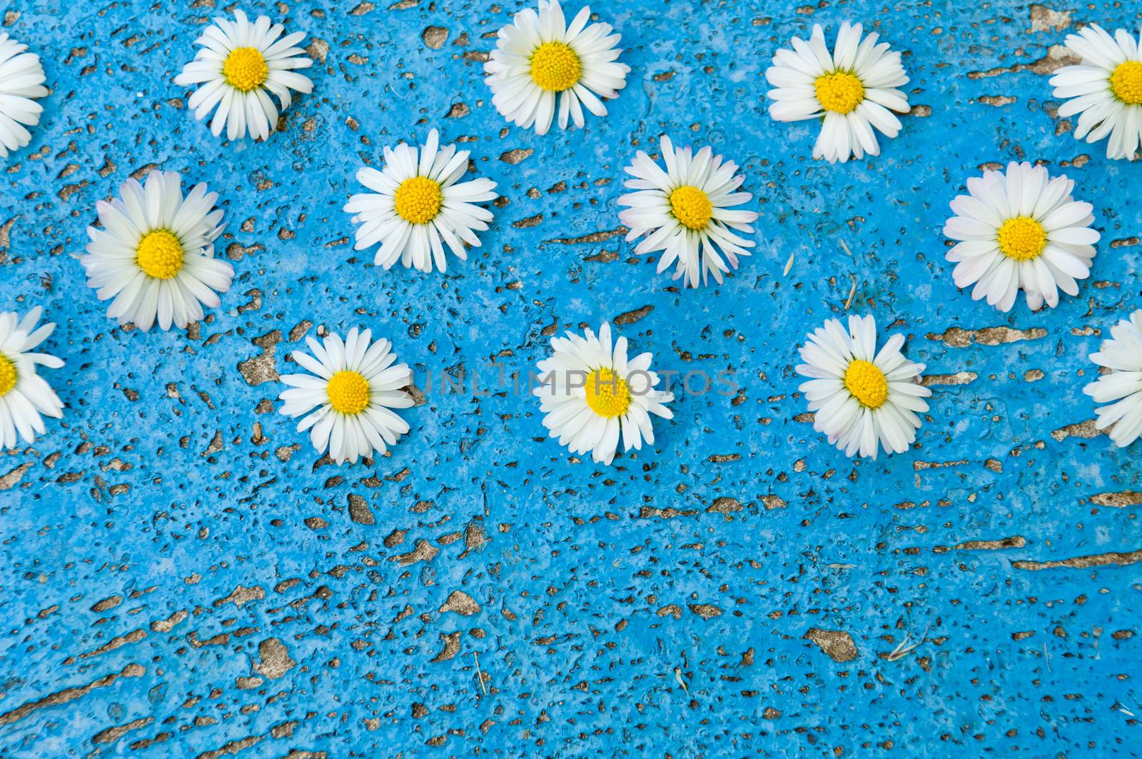 Light blue old textured background with daisy flowers turquoise background vintage top view