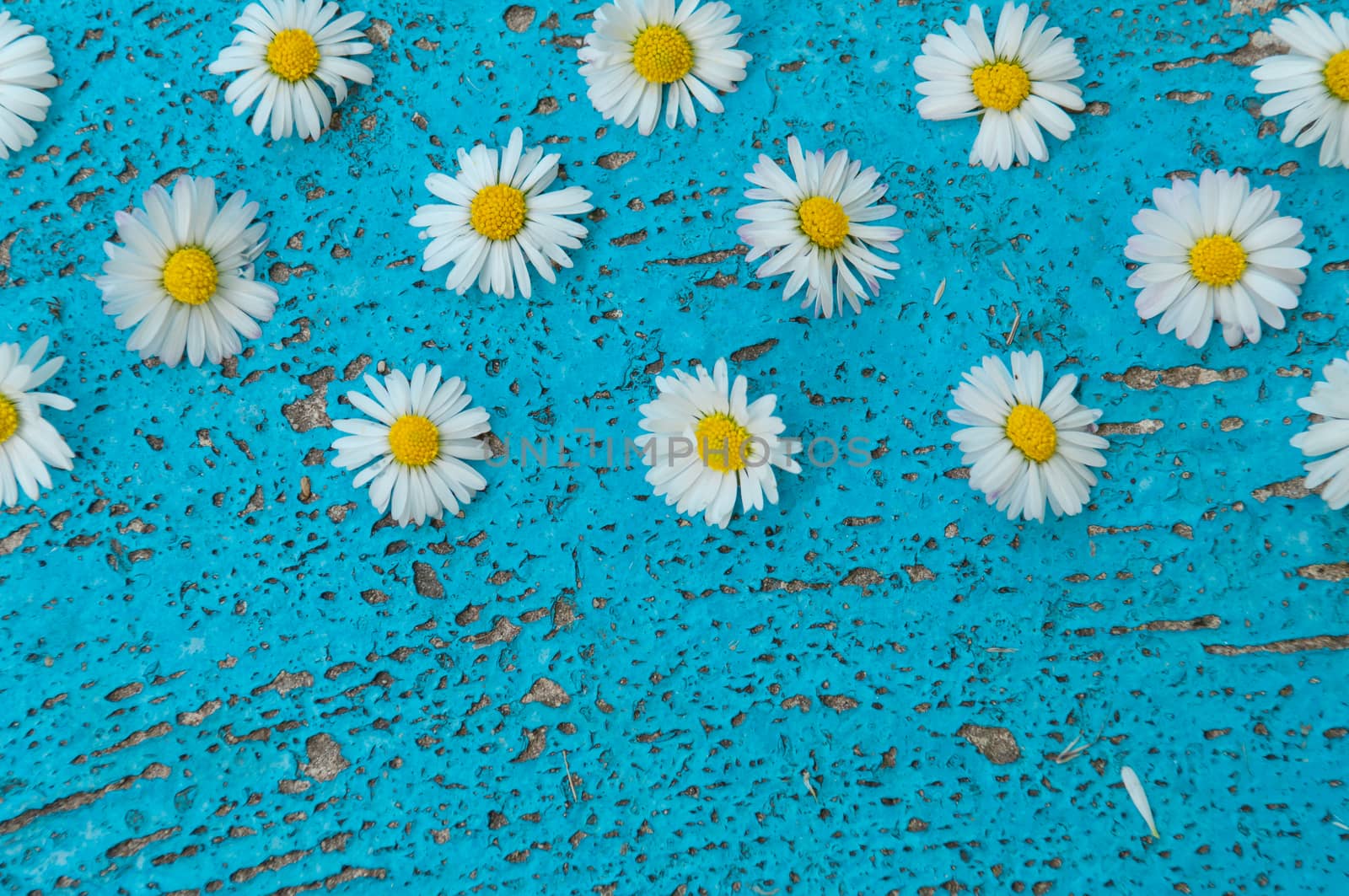 Light blue old textured background with daisy flowers turquoise background vintage top view