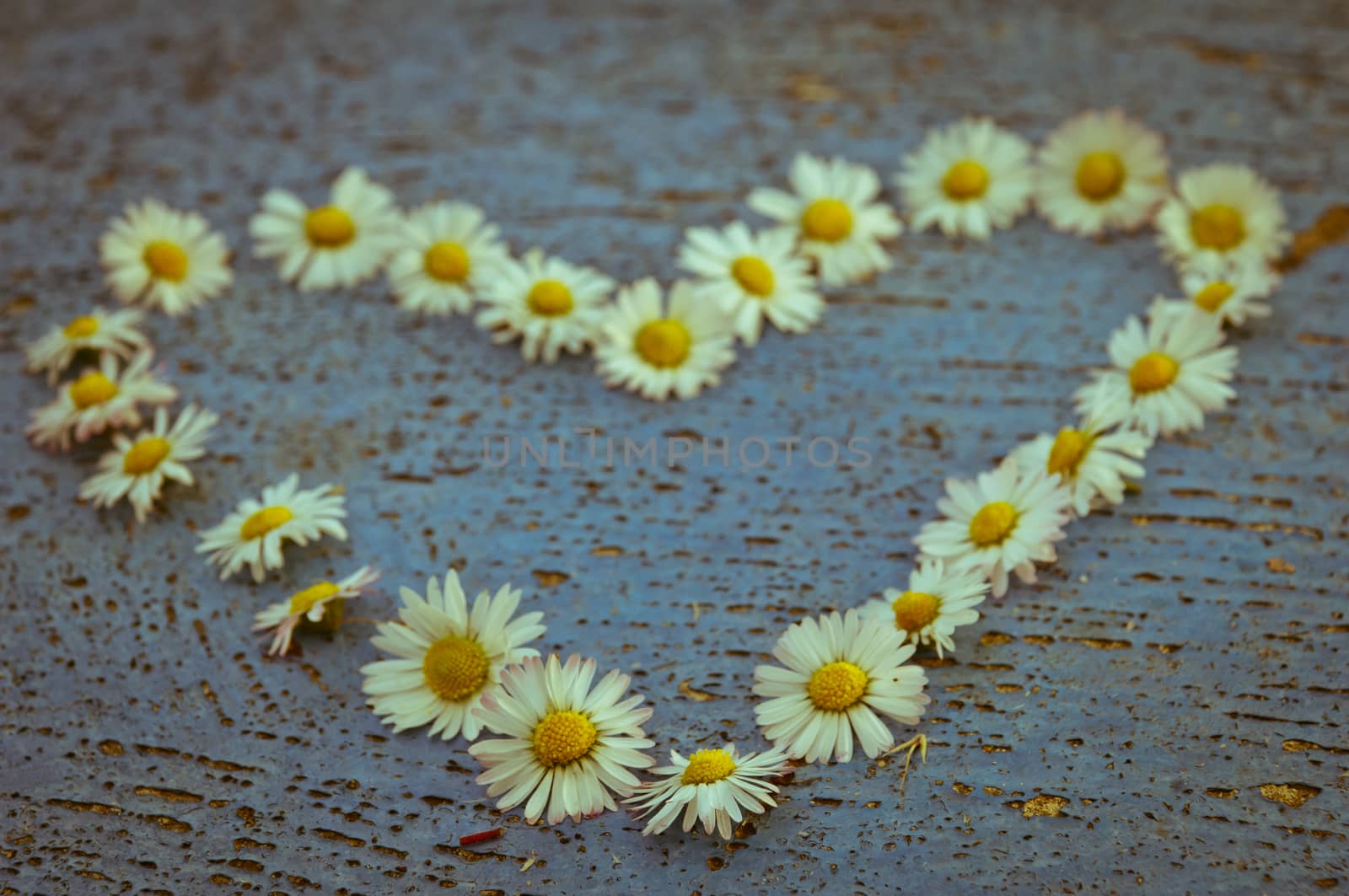 Heart shape formed from daisy flowers on an old texture light blue background  turquoise background vintage