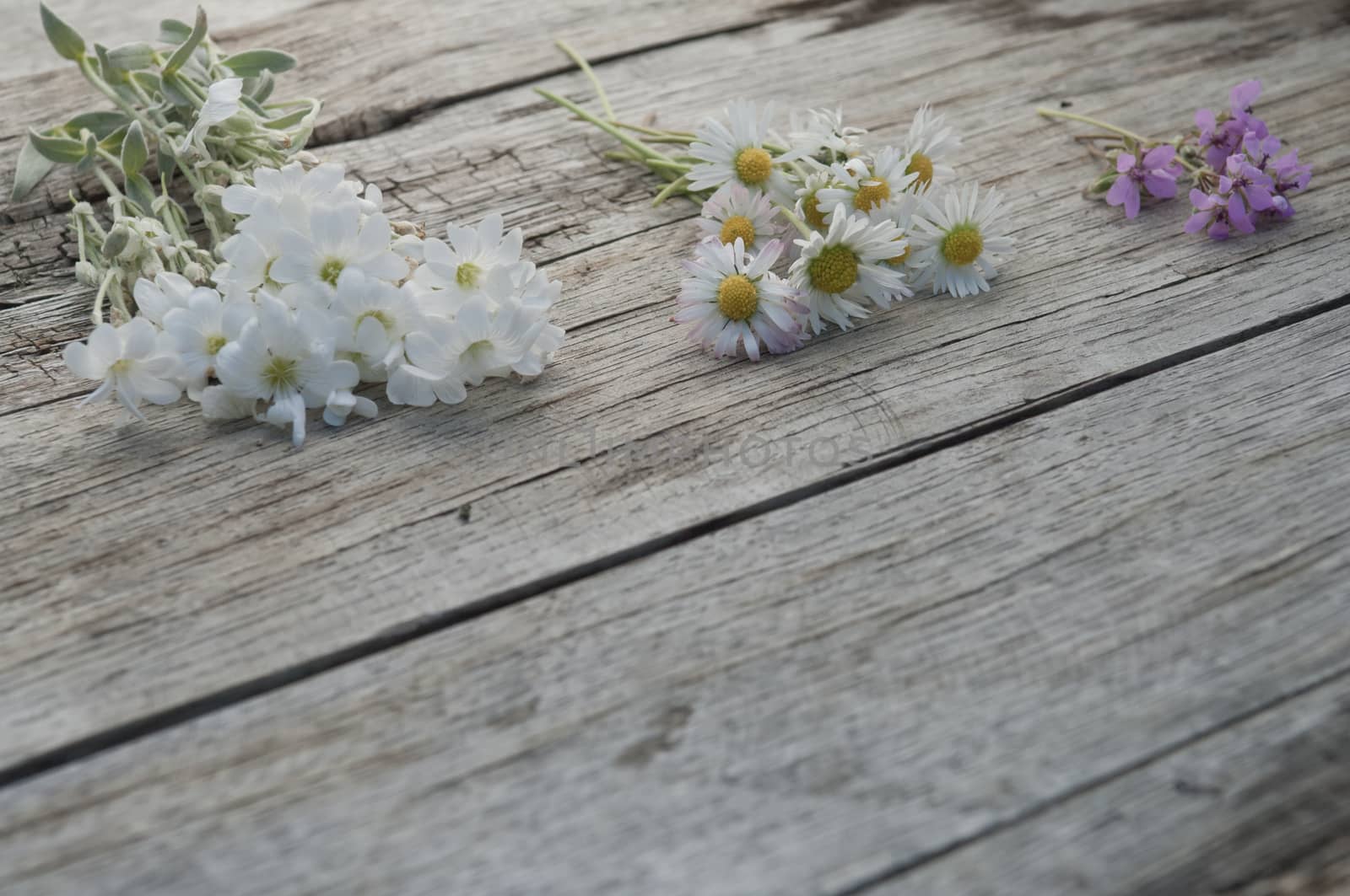 Small bunches of flowers on wooden background copy space textured surface