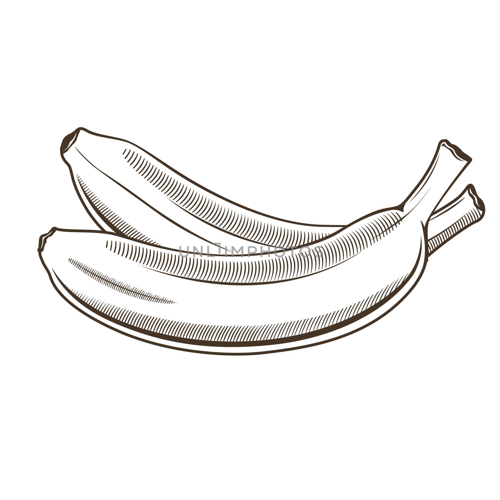 Bananas in vintage style. Line art illustration.