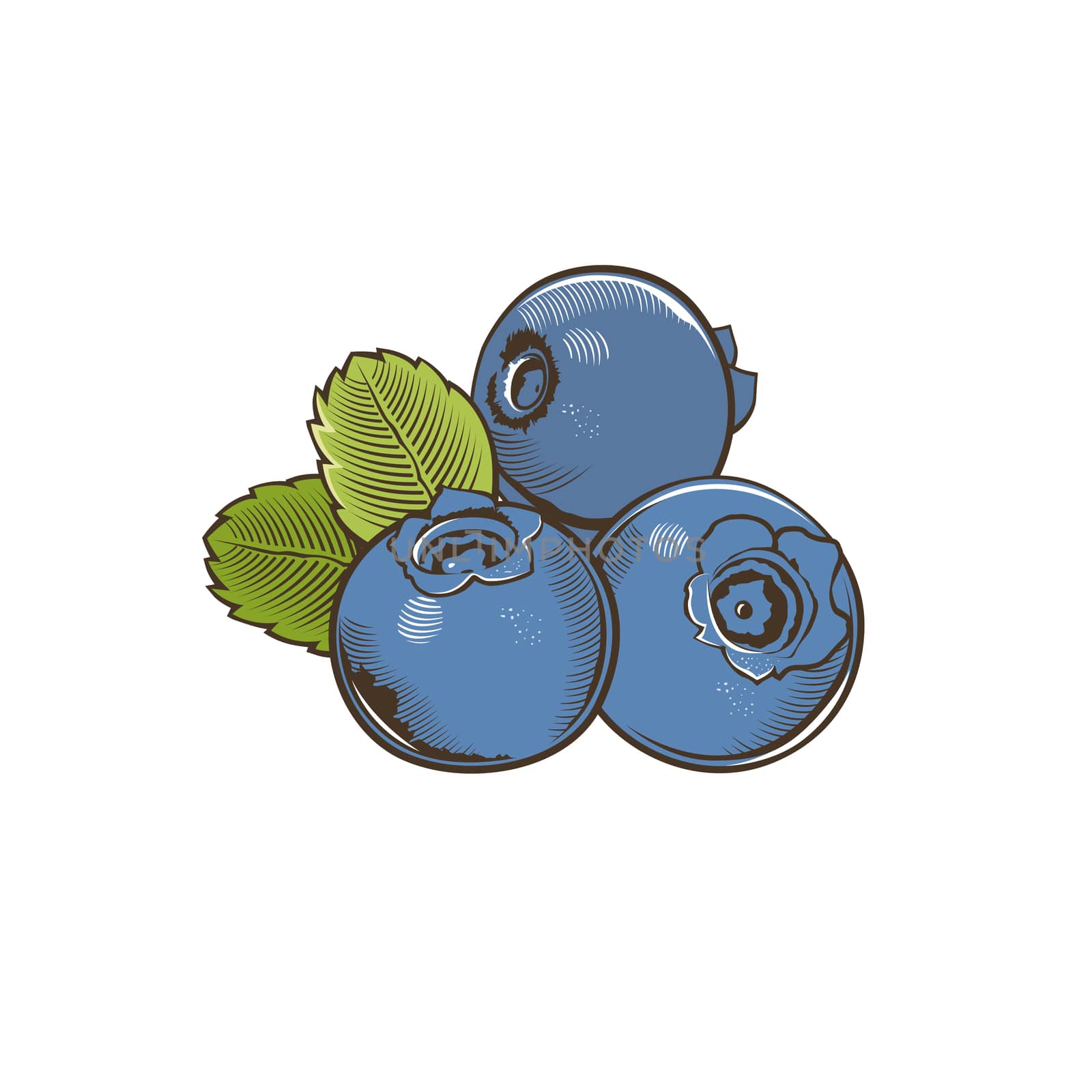 Bilberry in vintage style. Line art illustration.