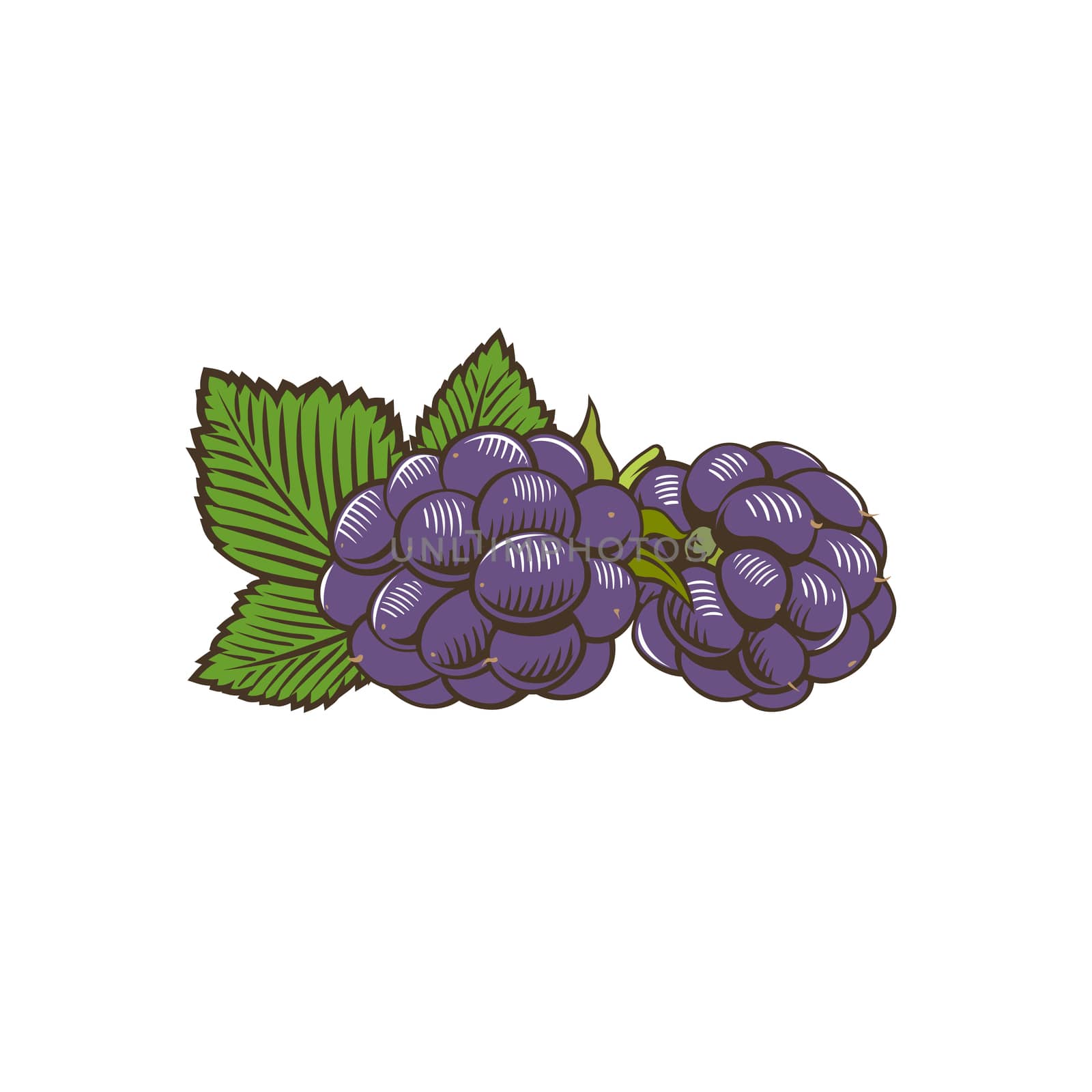 Blackberry in vintage style. Line art illustration.