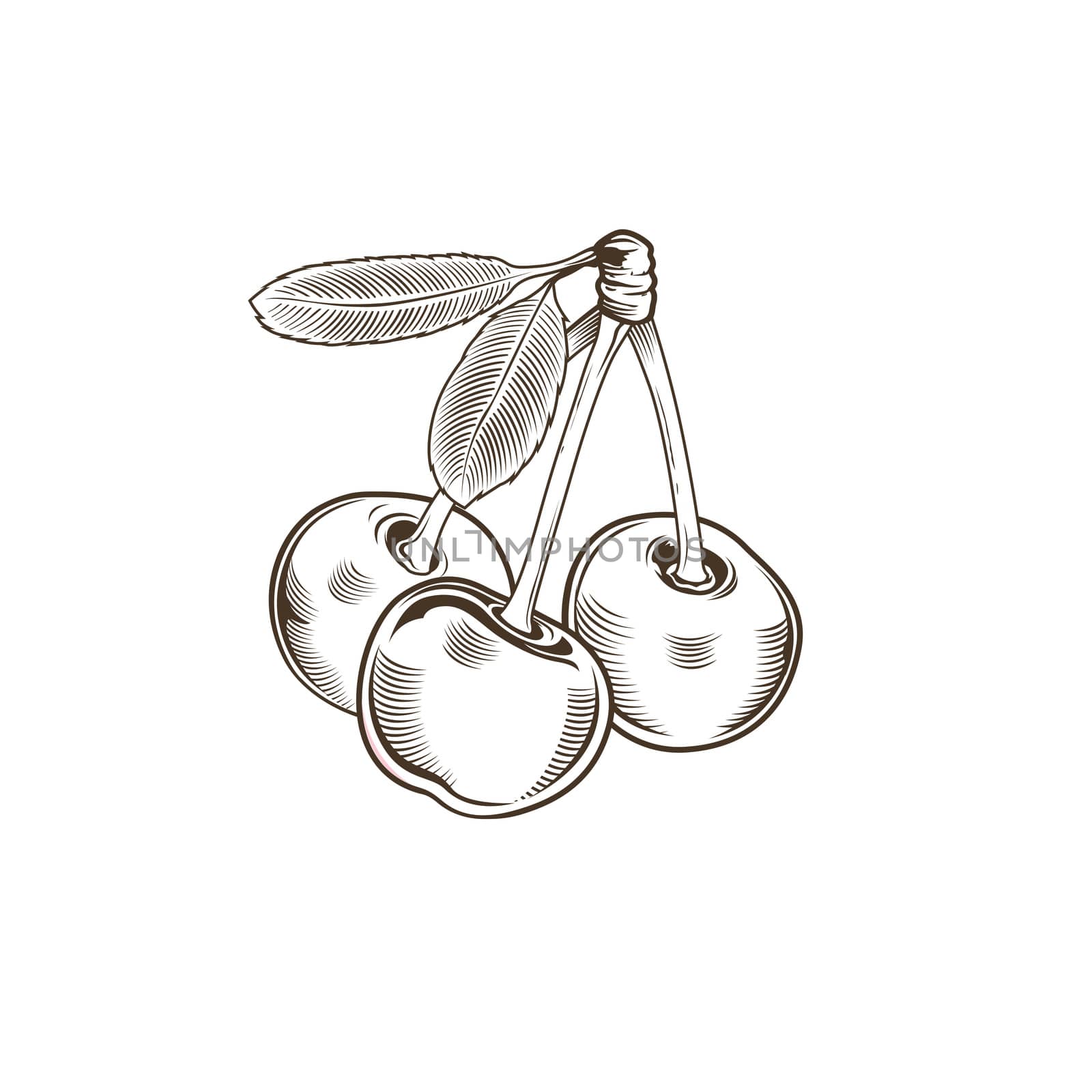 Cherry in vintage style. Line art illustration.