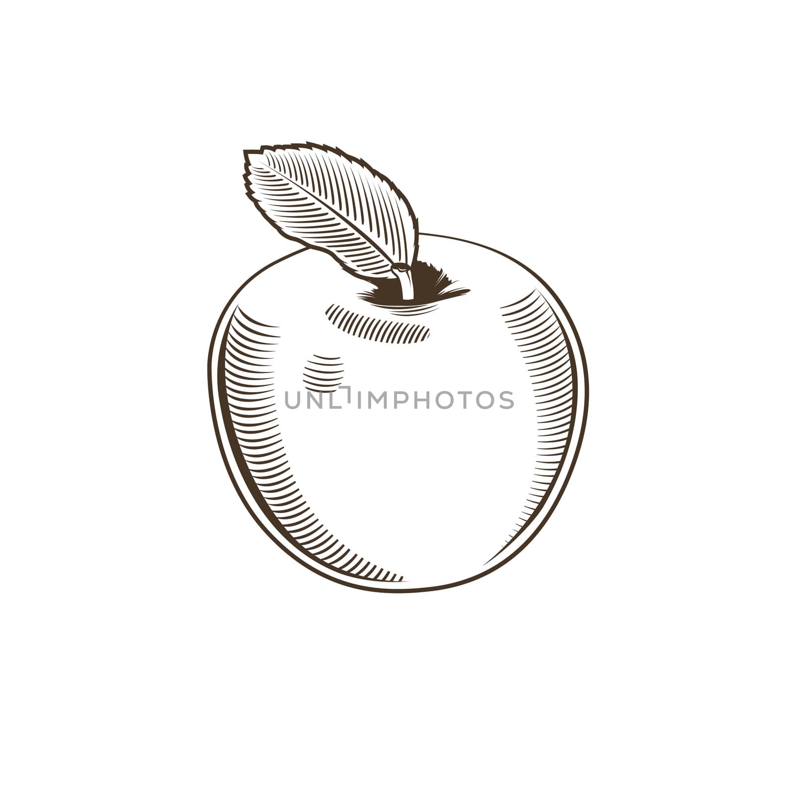 Apple in vintage style. Line art illustration.