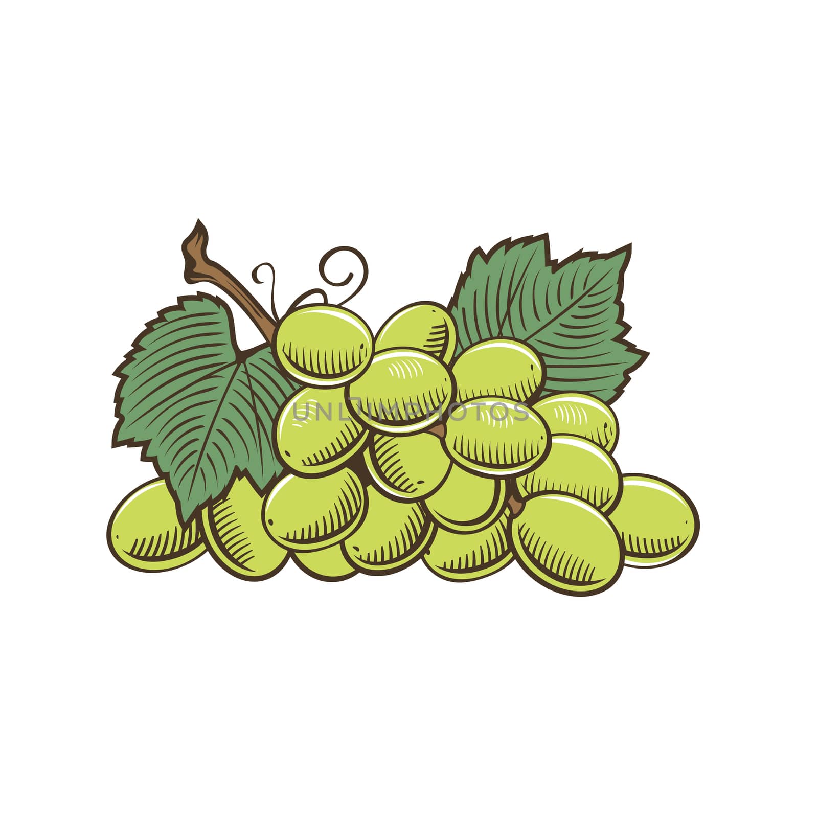 Grapes in vintage style. Line art illustration.