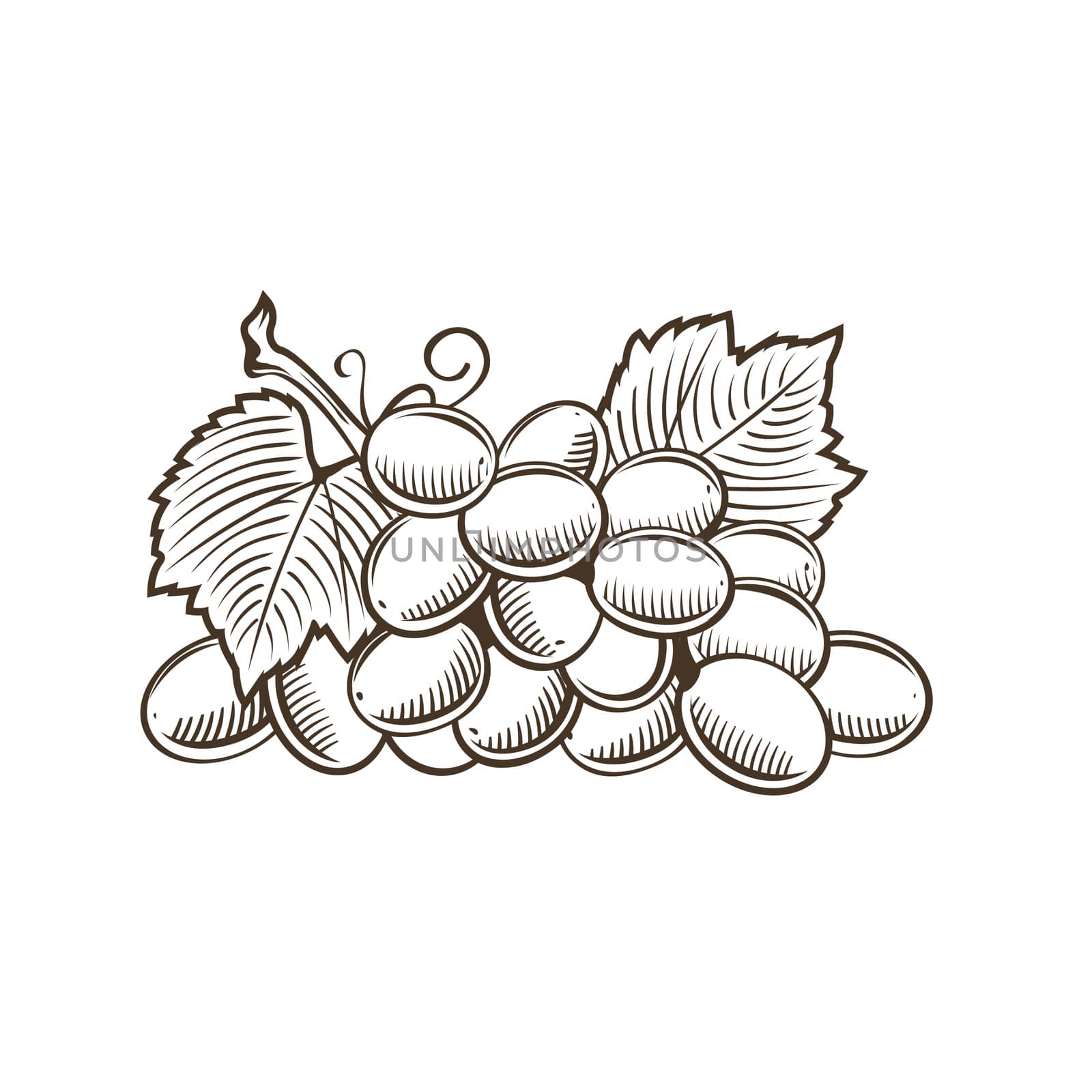 Grapes in vintage style. Line art illustration.