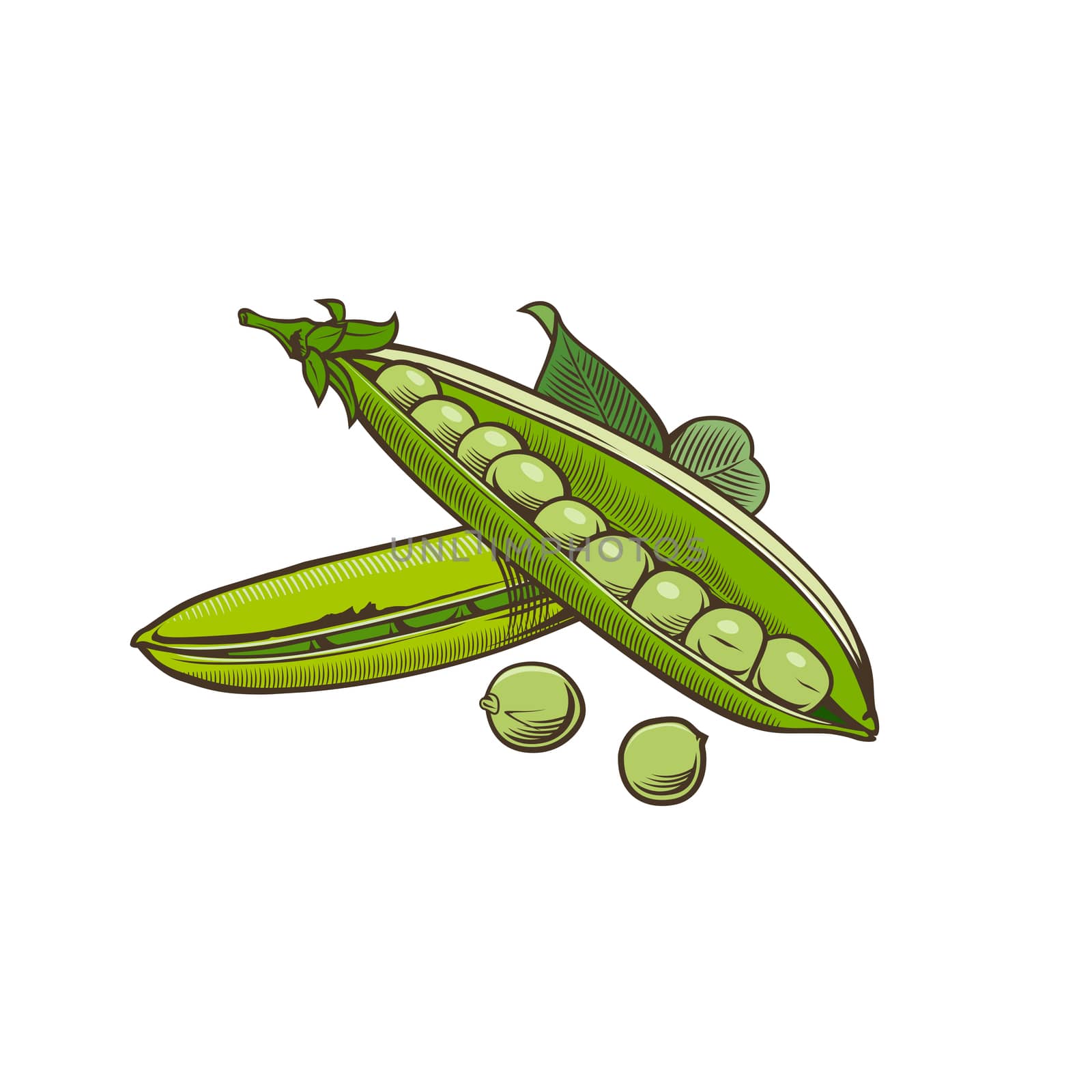 Green pea in vintage style. Line art illustration.