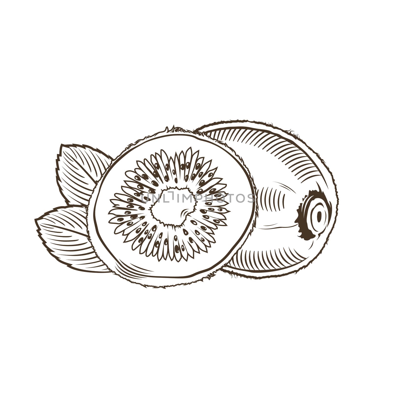 Kiwi in vintage style. Line art illustration.