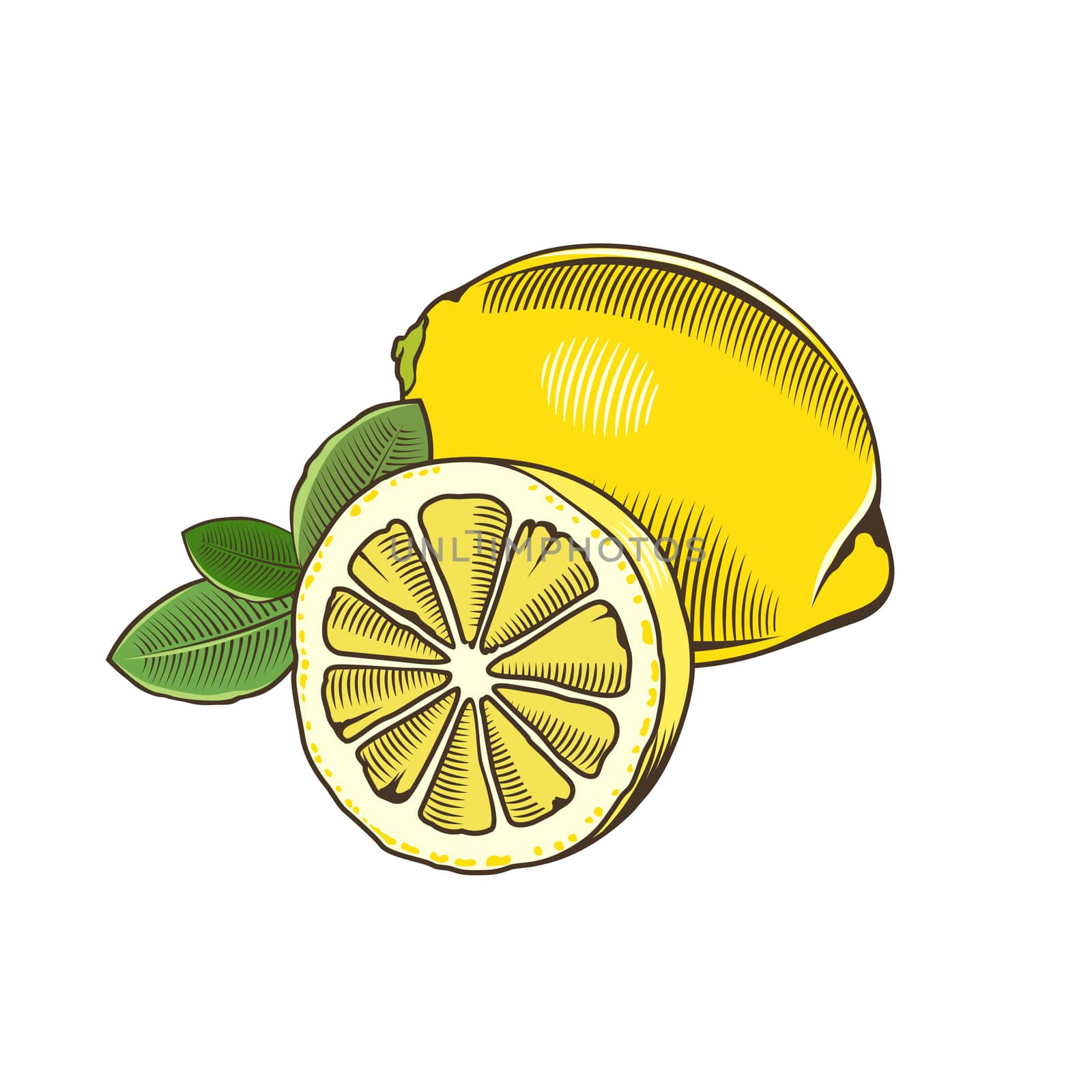 Lemon in vintage style. Line art illustration.