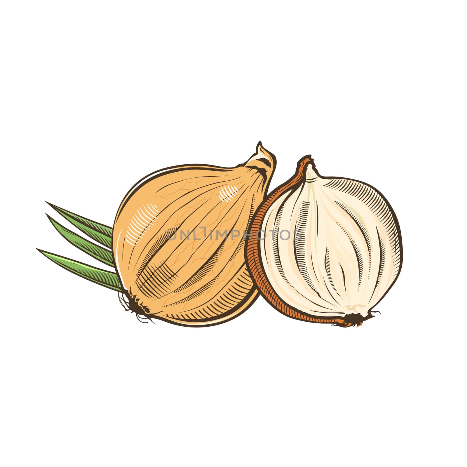 Onion in vintage style. Line art illustration.