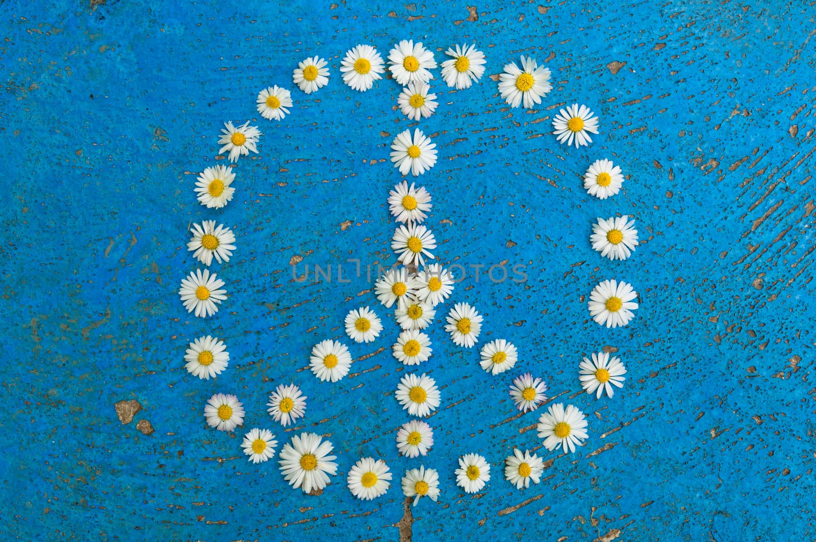 Peace sign, peace symbol, peace design created of daisy flowers on textured blue background