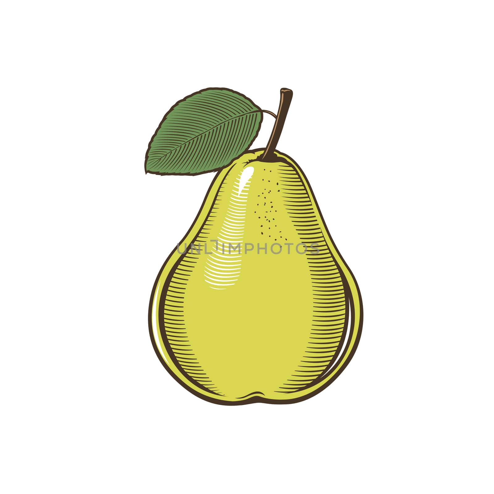 Pear in vintage style. Line art illustration.