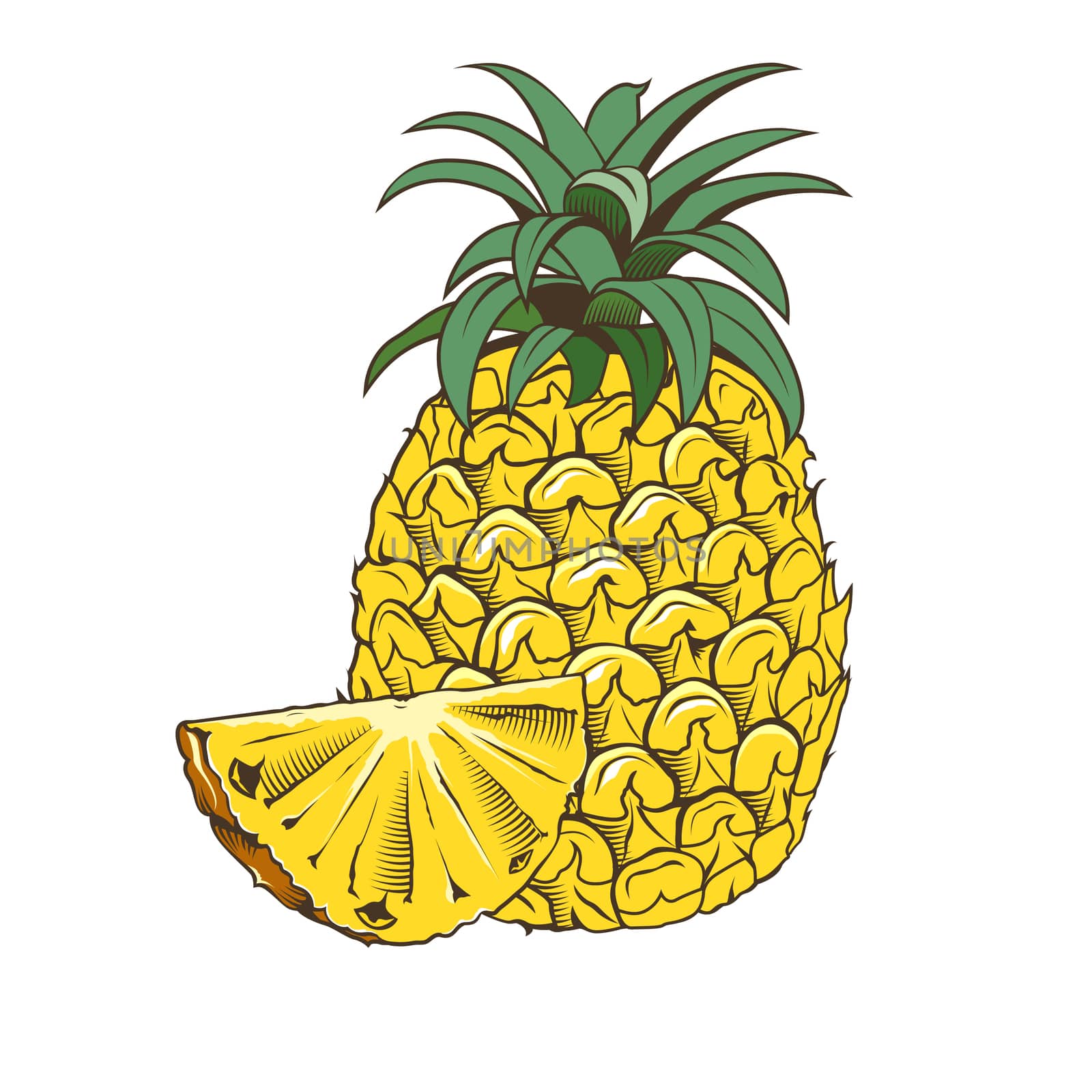 Pineapple in vintage style. Line art illustration.