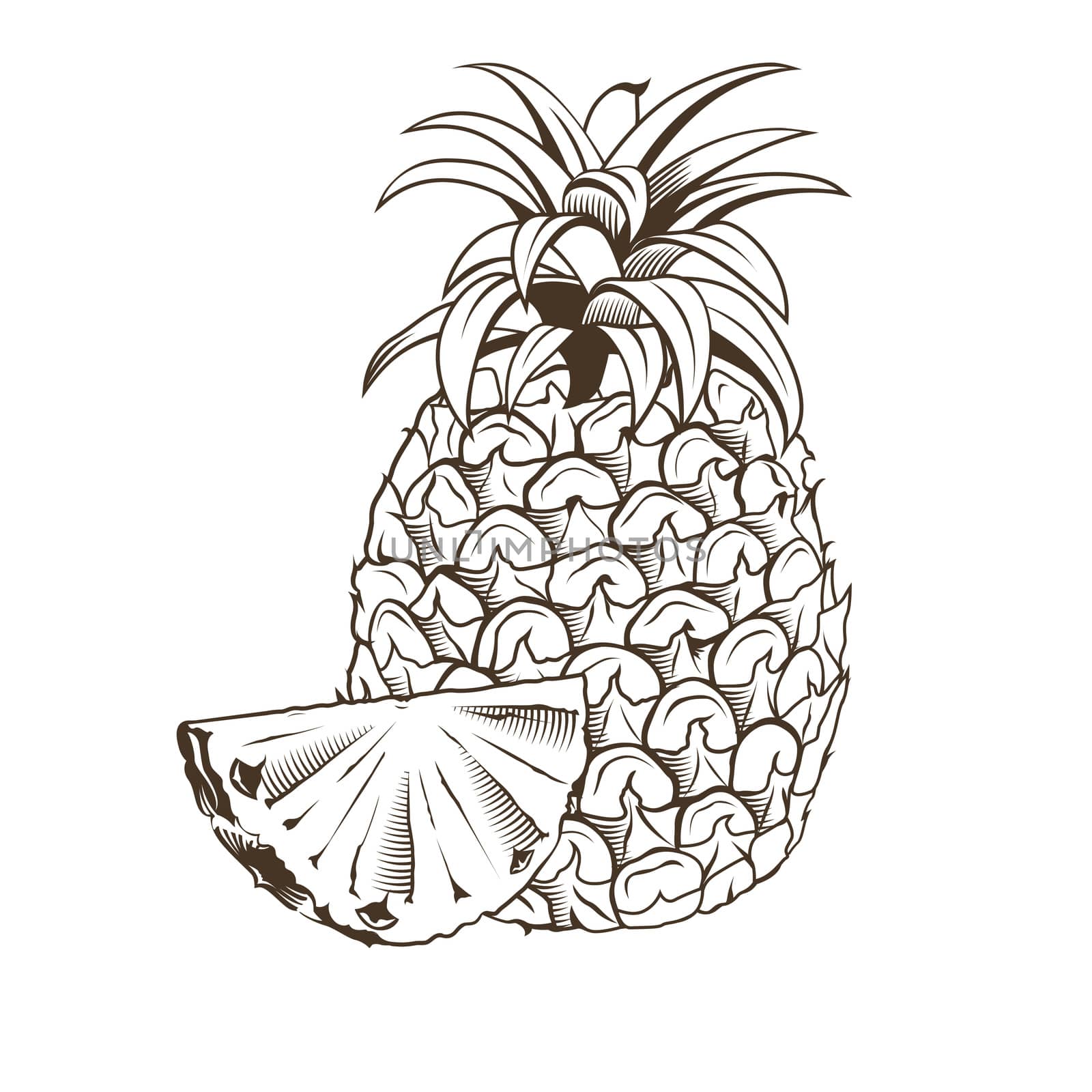 Pineapple in vintage style. Line art illustration.