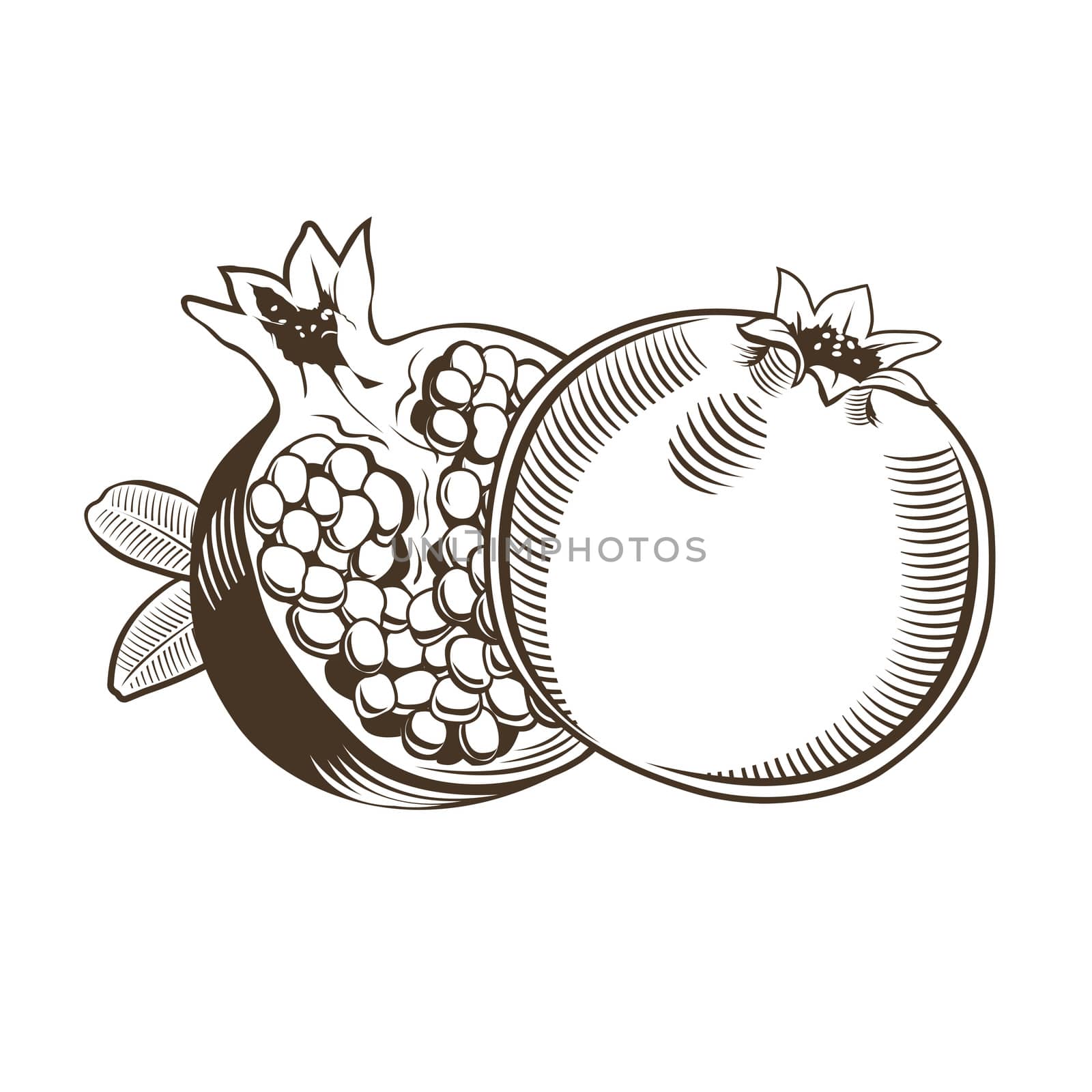 Pomegranates in vintage style. Line art illustration.