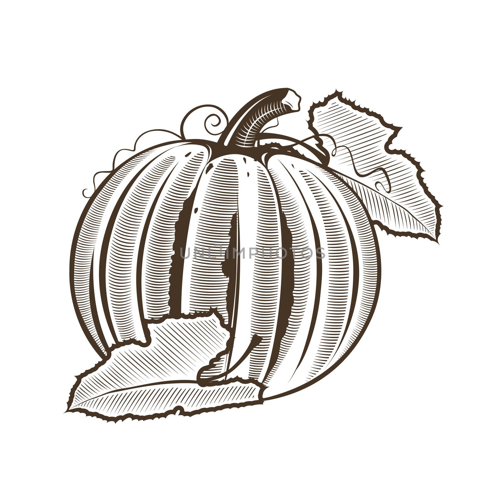 Pumpkin in vintage style. Line art illustration.
